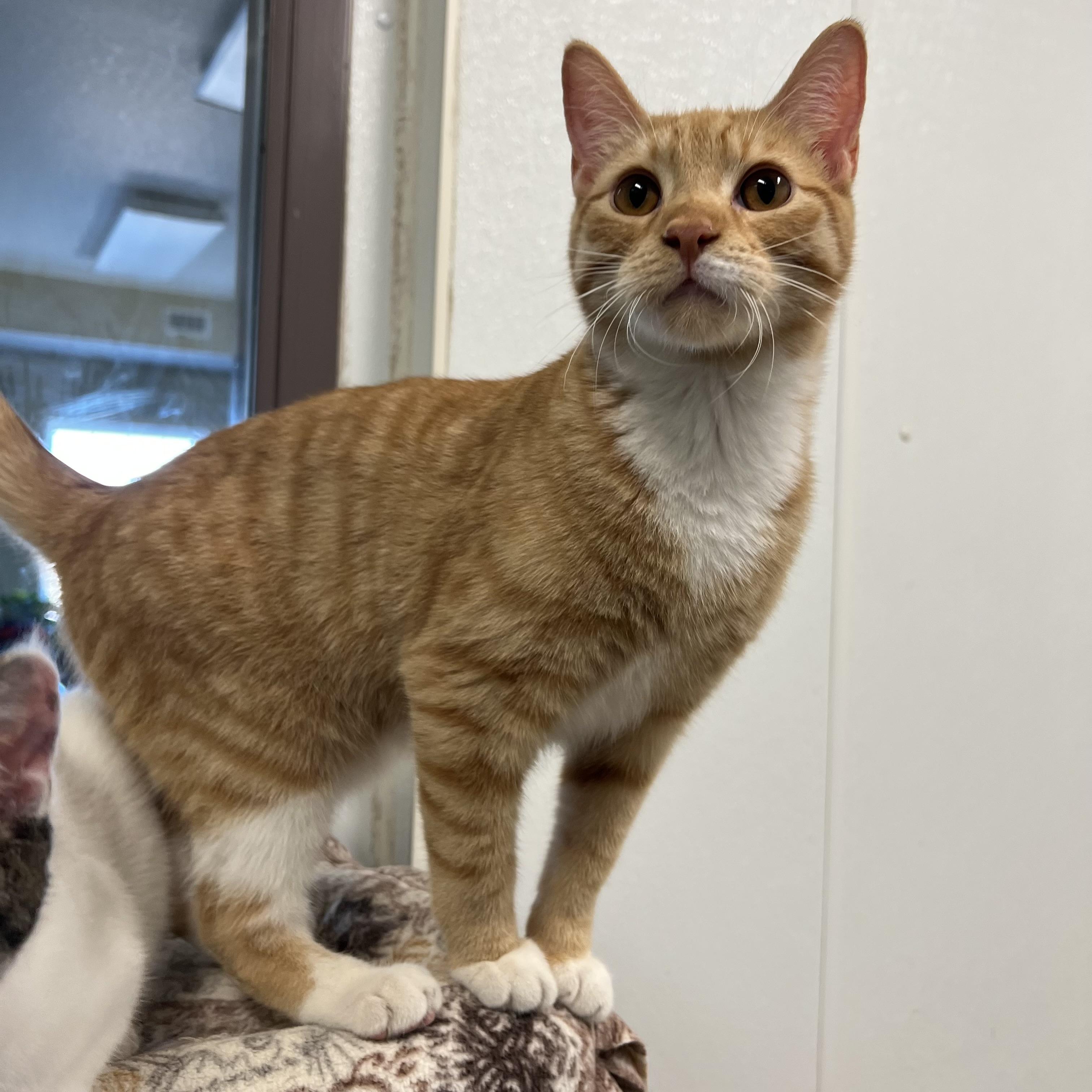 Enlarge Oliver, a Adoptable Domestic Short Hair in Fairmont, MN image 1/5