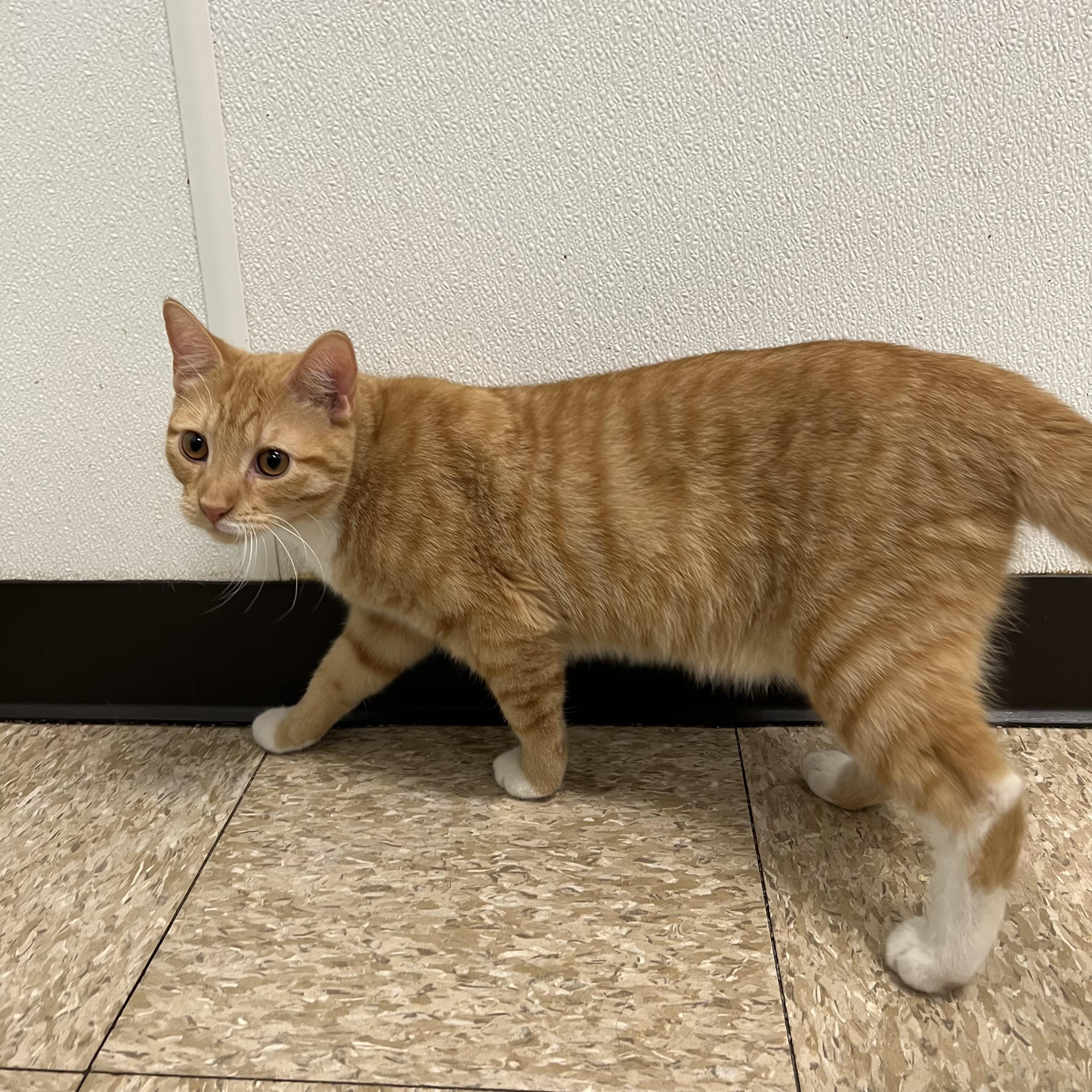 Enlarge Oliver, a Adoptable Domestic Short Hair in Fairmont, MN image 5/5