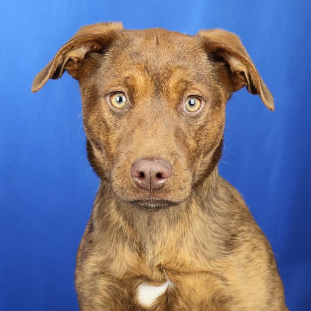 Barbie, Adoptable, Young Female Labrador Retriever.