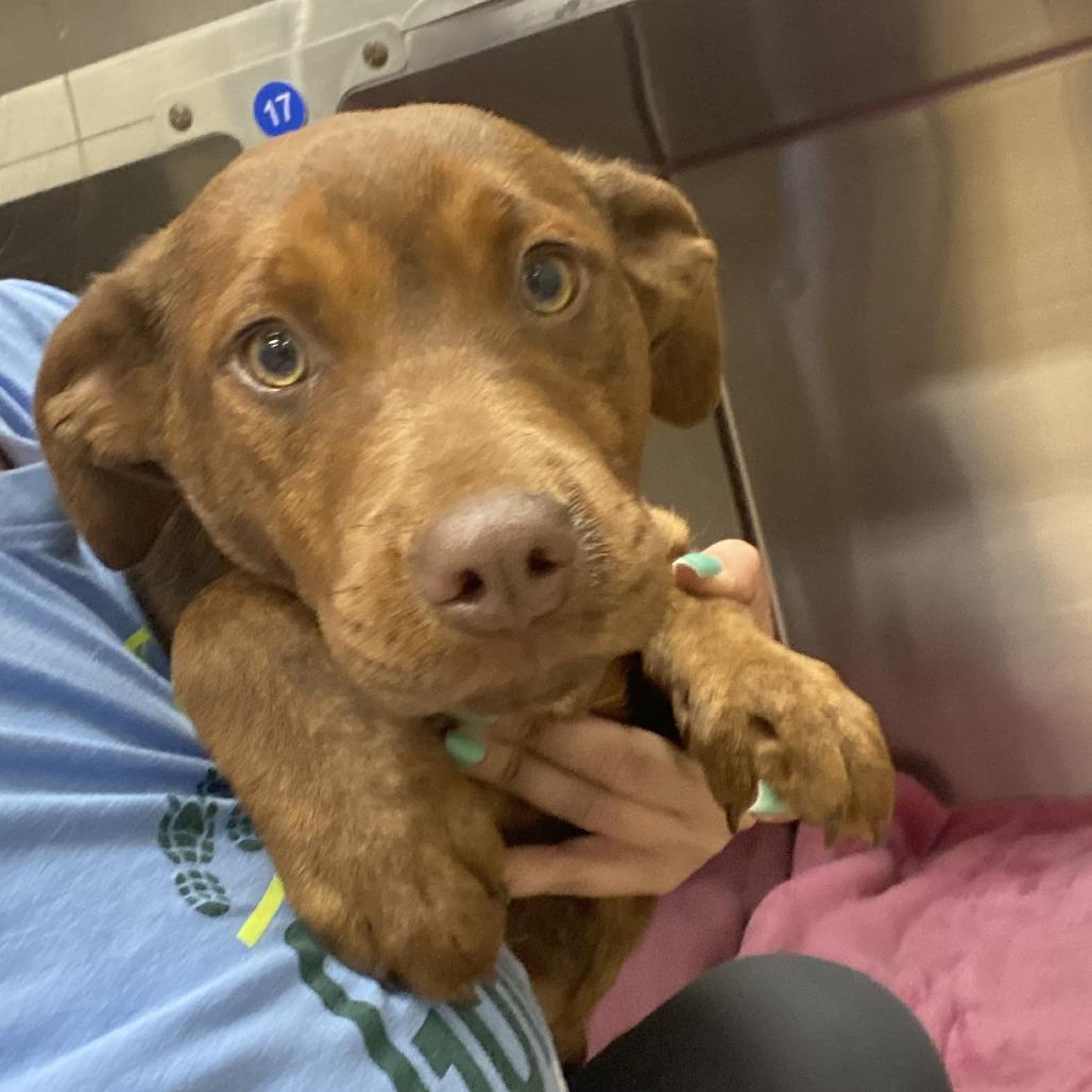 Enlarge Barbie, a Adoptable mixed breed in West Point, MS image 2/2