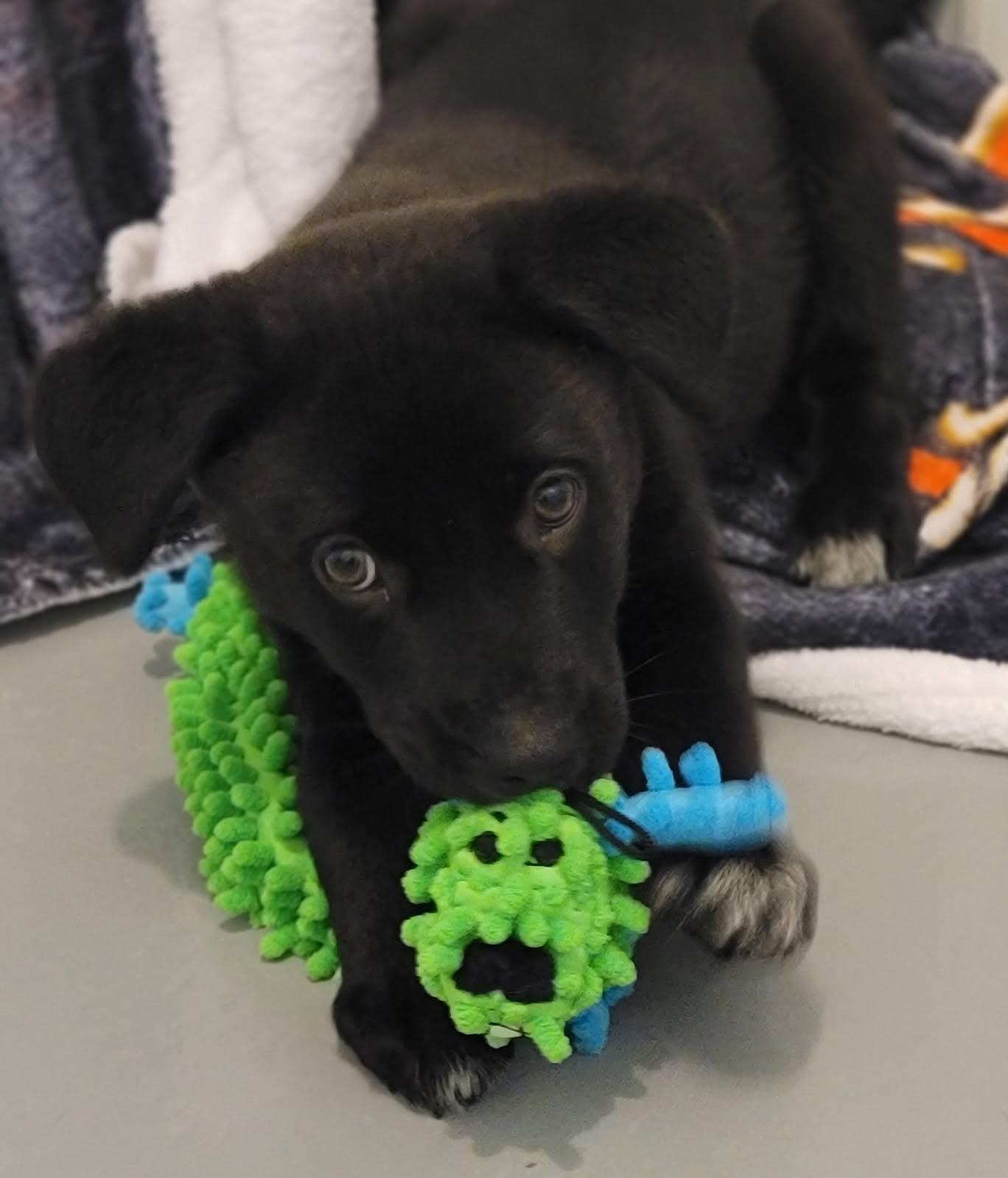 Axel, Adoptable, Puppy Male Australian Shepherd.