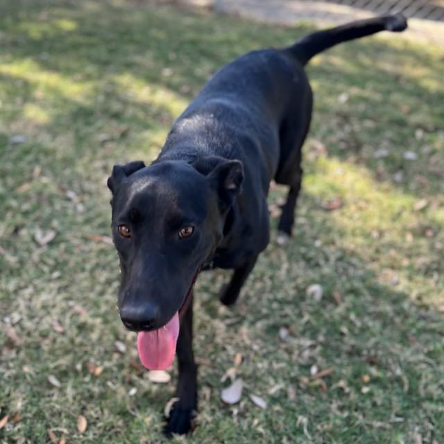 LEXI, Adoptable, Young Female Labrador Retriever.