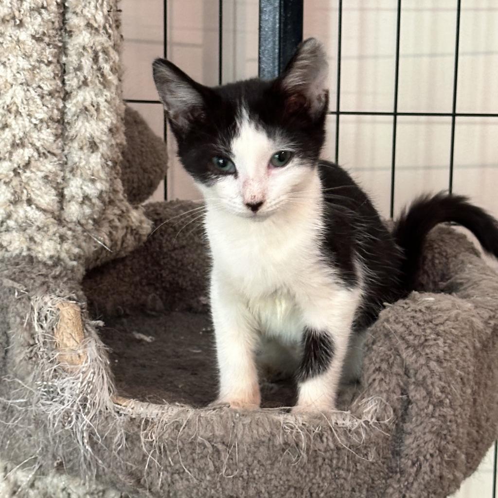 Hazel, Adoptable, Adult Female Domestic Short Hair.