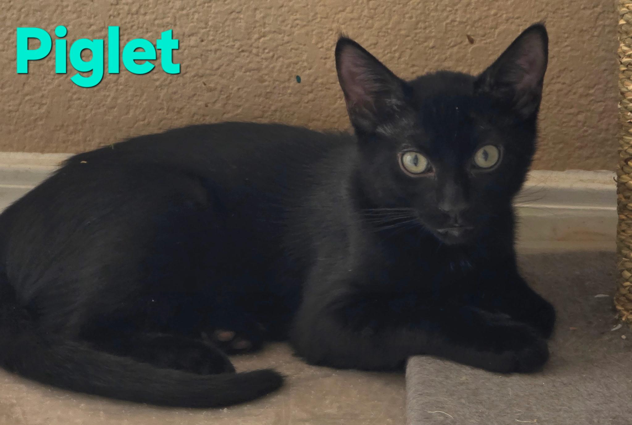 Piglet - Adoptable Pet | Petfinder