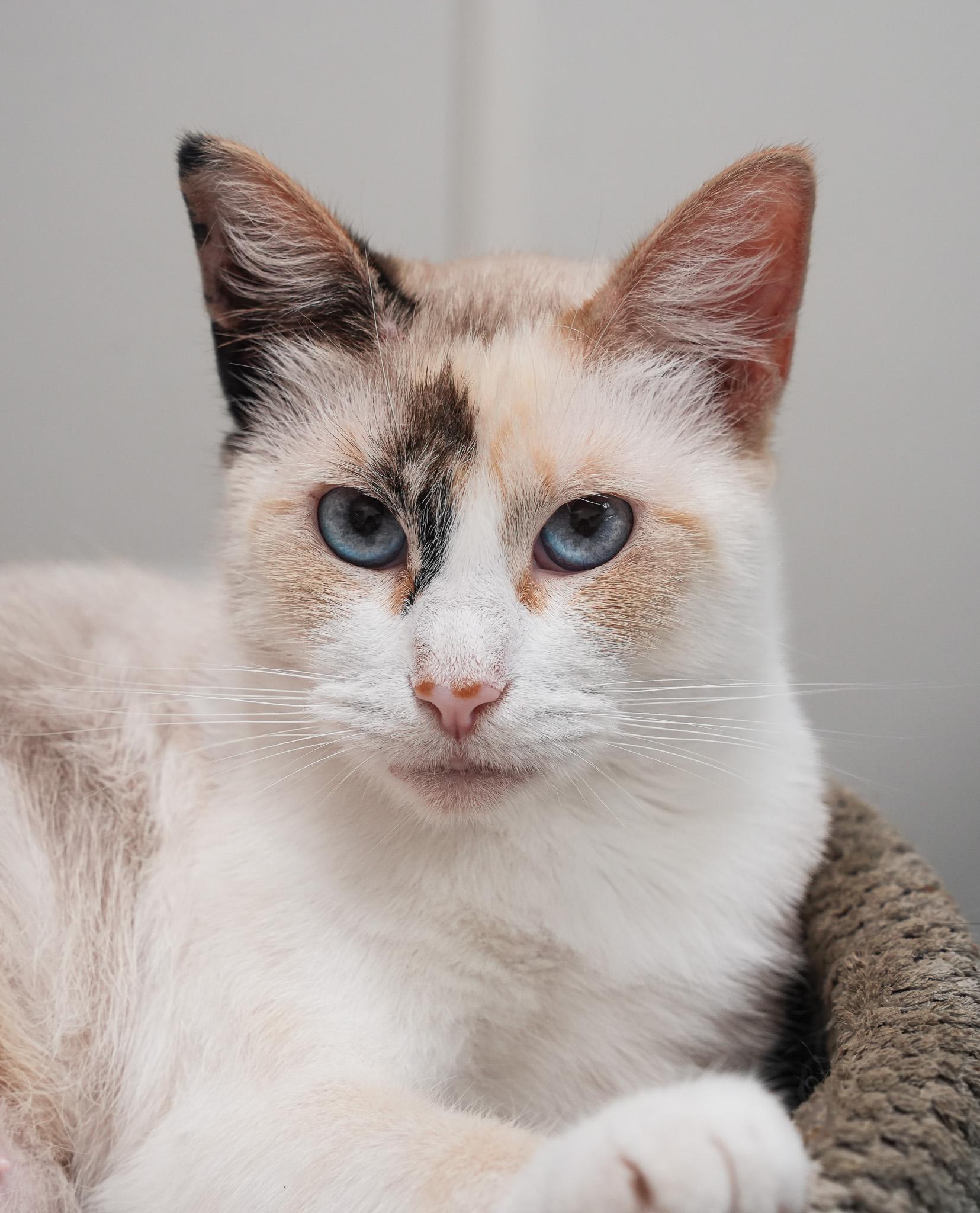 TIWARI, adoptable, Young Female Siamese.