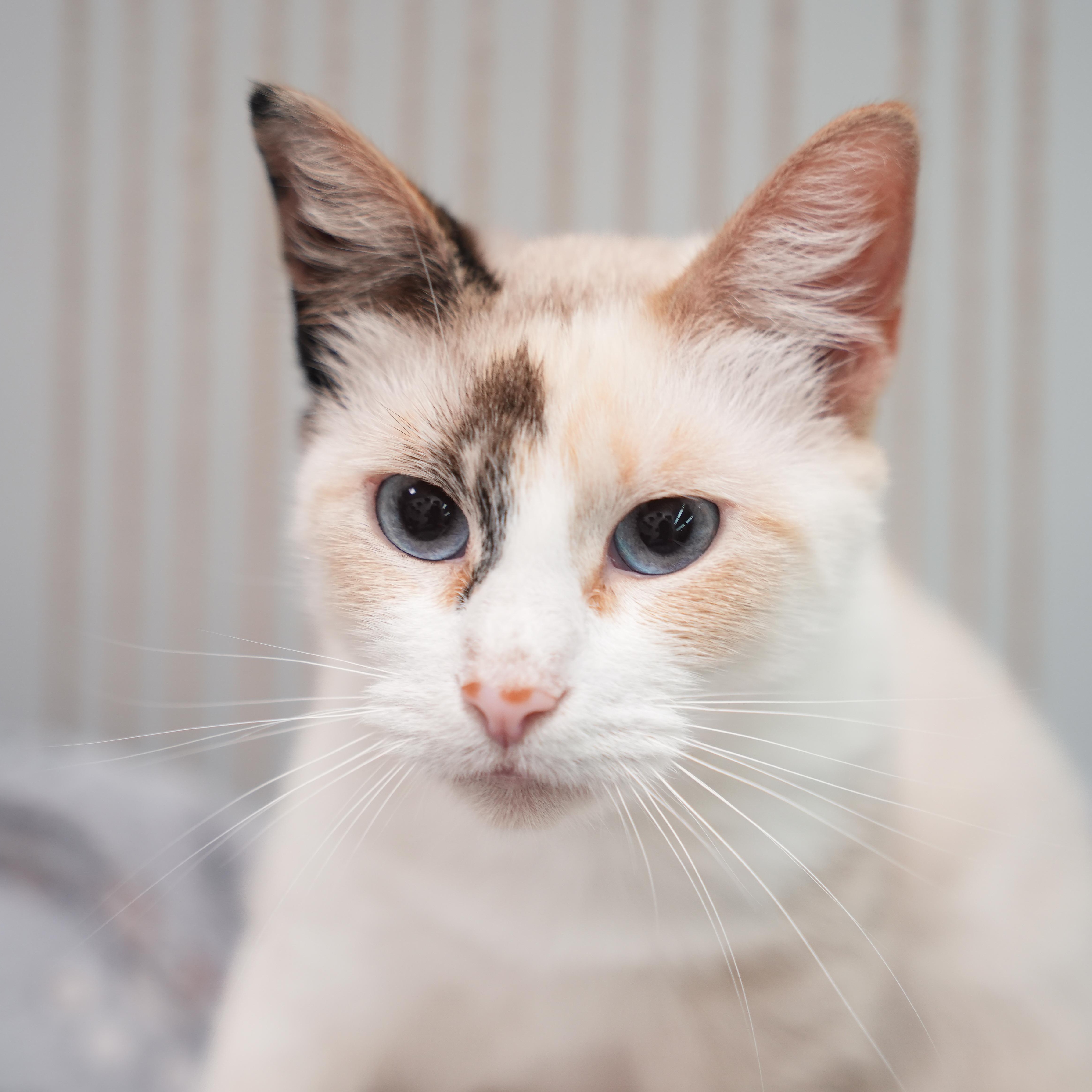Enlarge TIWARI, an adoptable Siamese in Dalton, GA image 2/3