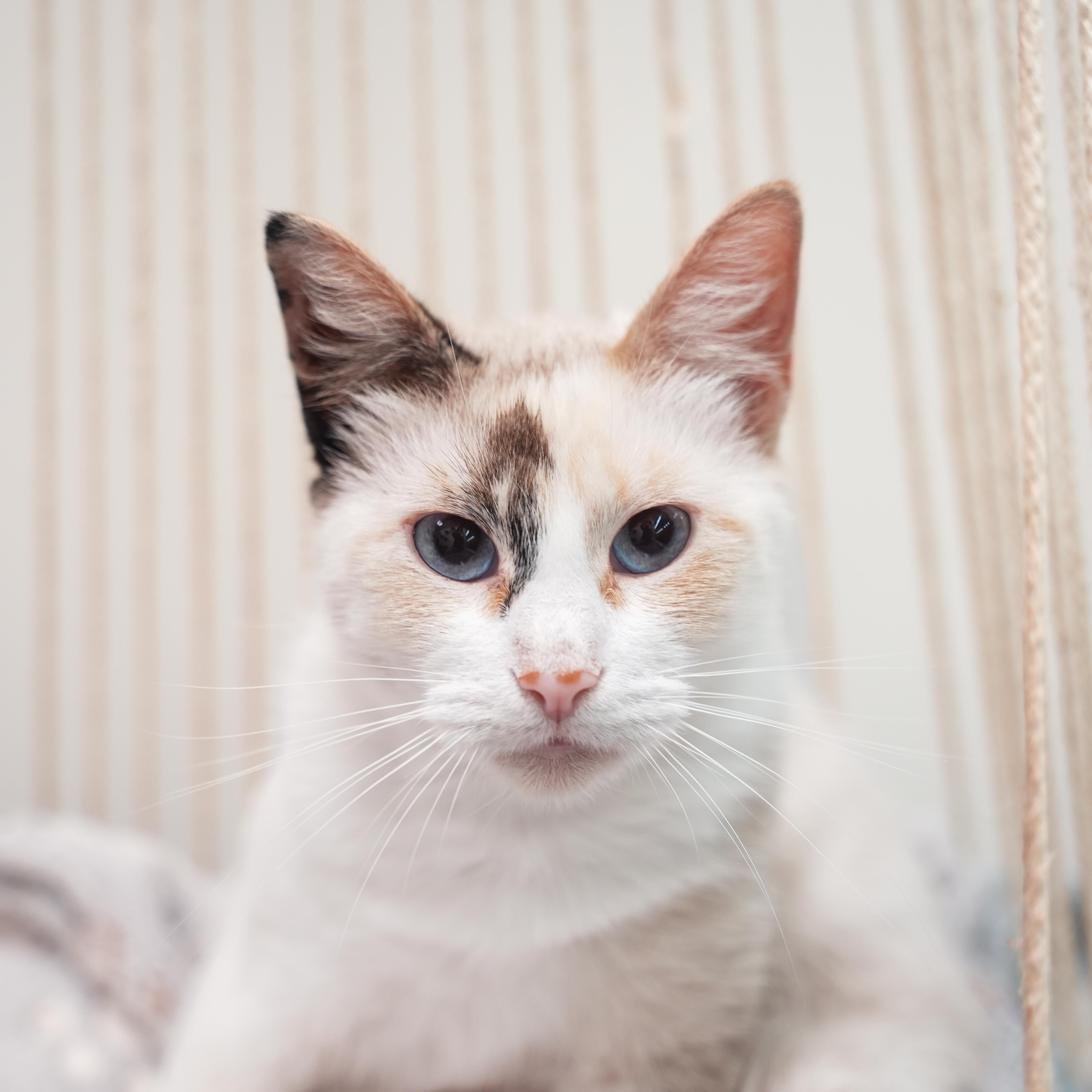 Enlarge TIWARI, an adoptable Siamese in Dalton, GA image 3/3