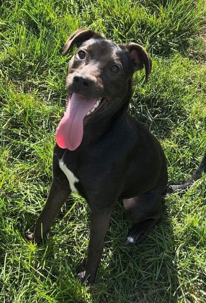 Cookie (AL), a Adoptable Pit Bull Terrier in New York, NY image 1/3