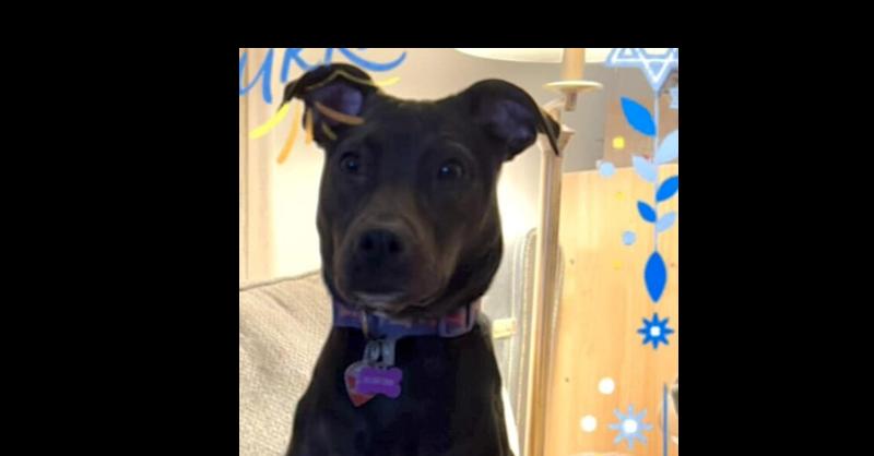 Cookie (AL), a Adoptable Pit Bull Terrier in New York, NY image 2/3