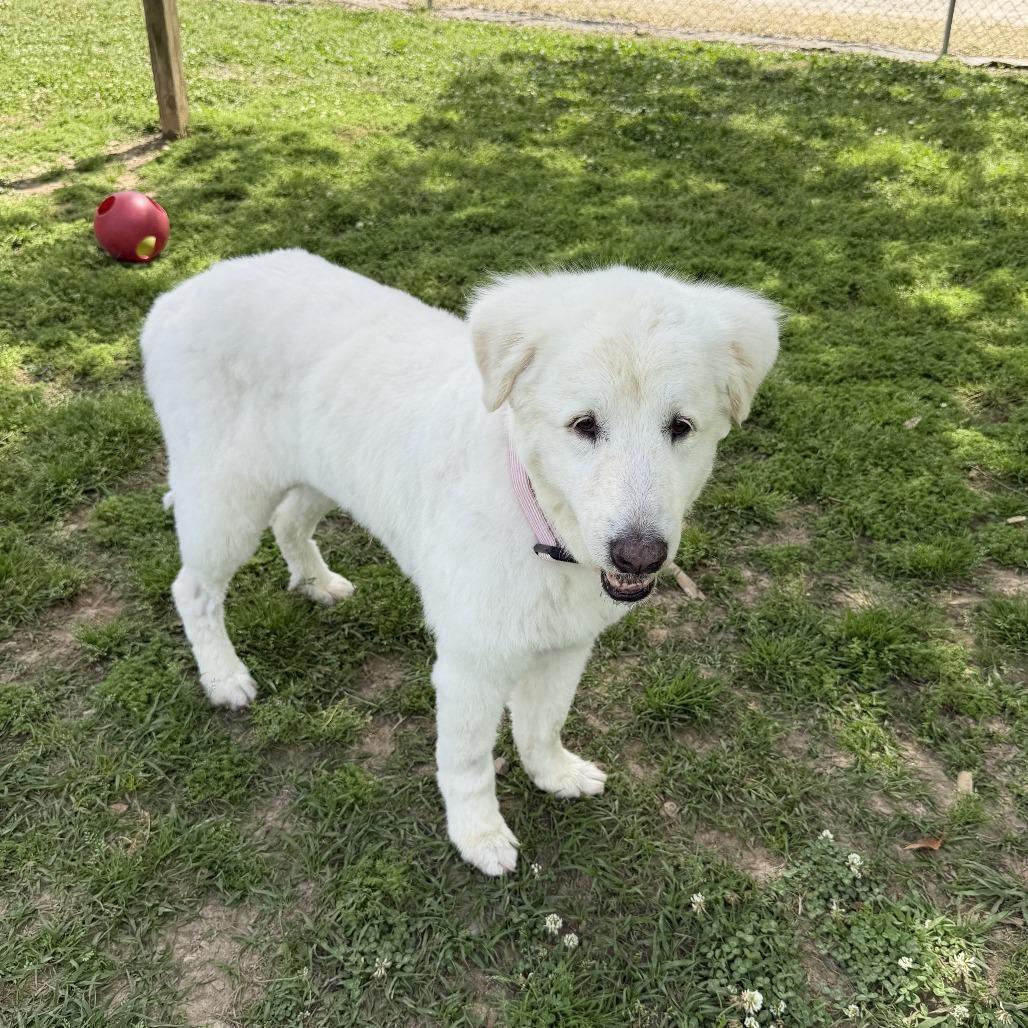 Enlarge Lola, a Adoptable Great Pyrenees in Carencro, LA image 1/6