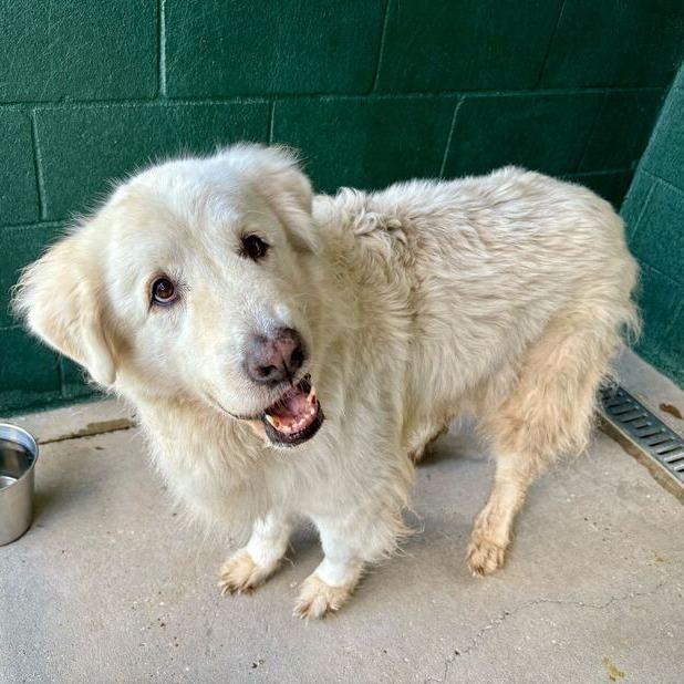 Enlarge Lola, a Adoptable Great Pyrenees in Carencro, LA image 2/6