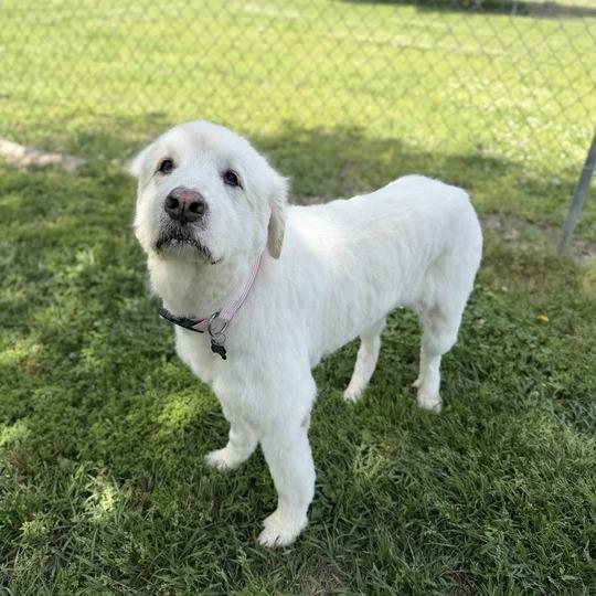 Enlarge Lola, a Adoptable Great Pyrenees in Carencro, LA image 3/6