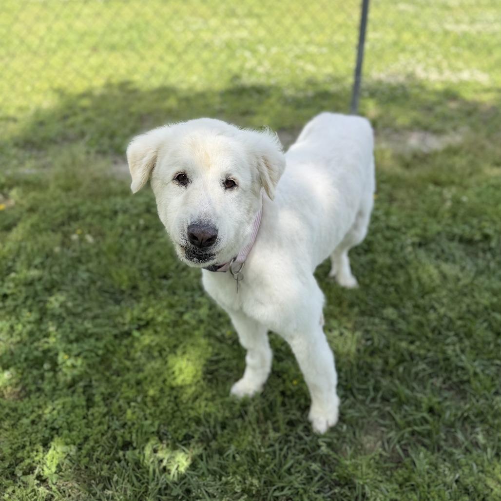 Enlarge Lola, a Adoptable Great Pyrenees in Carencro, LA image 4/6