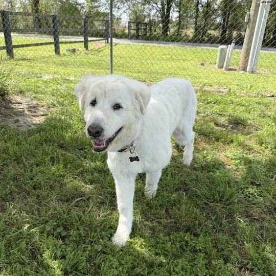 Enlarge Lola, a Adoptable Great Pyrenees in Carencro, LA image 5/6