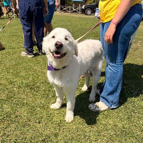 Enlarge Lola, a Adoptable Great Pyrenees in Carencro, LA image 6/6