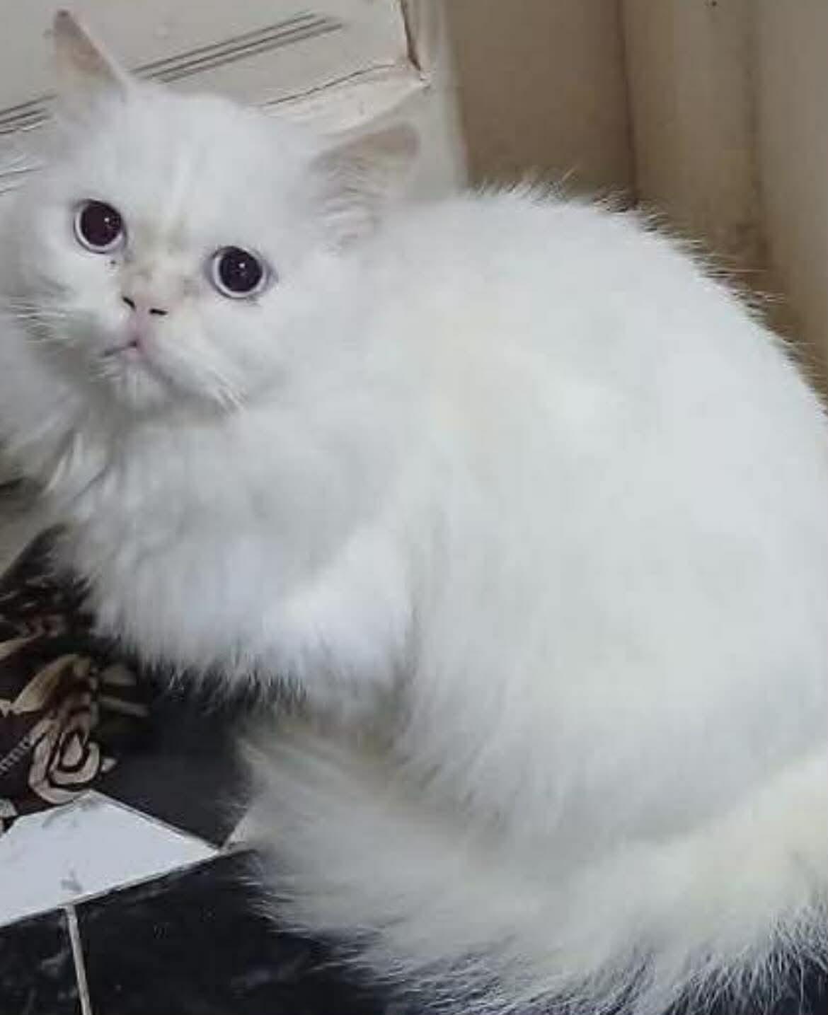 Walter, ADOPTABLE, Adult Male Persian.