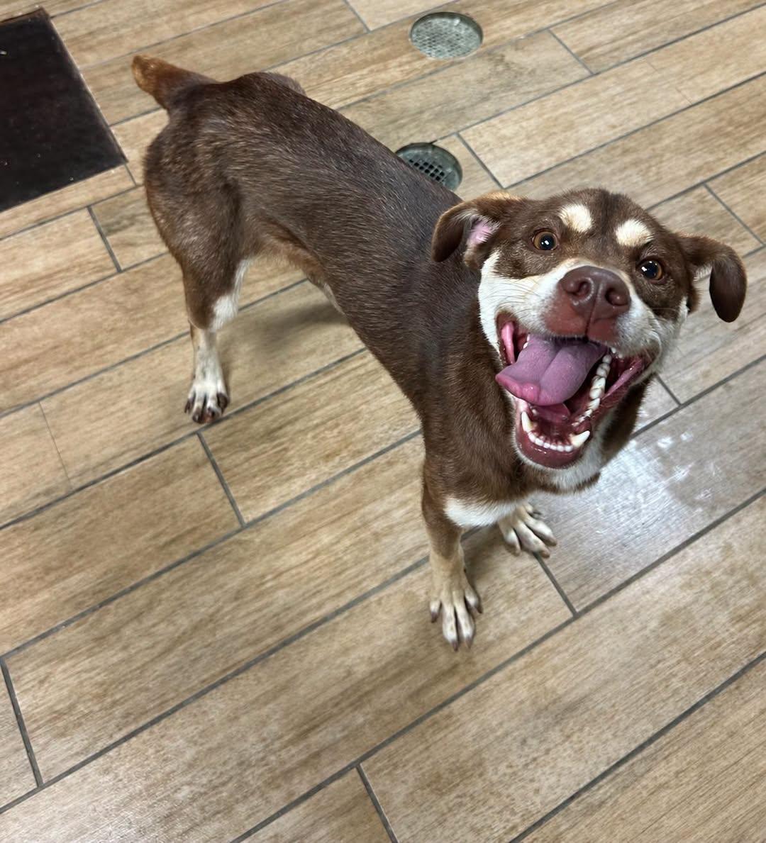 Enlarge Espresso, a Adopted Mixed Breed in Rowlett, TX image 1/1