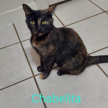 Chabelita