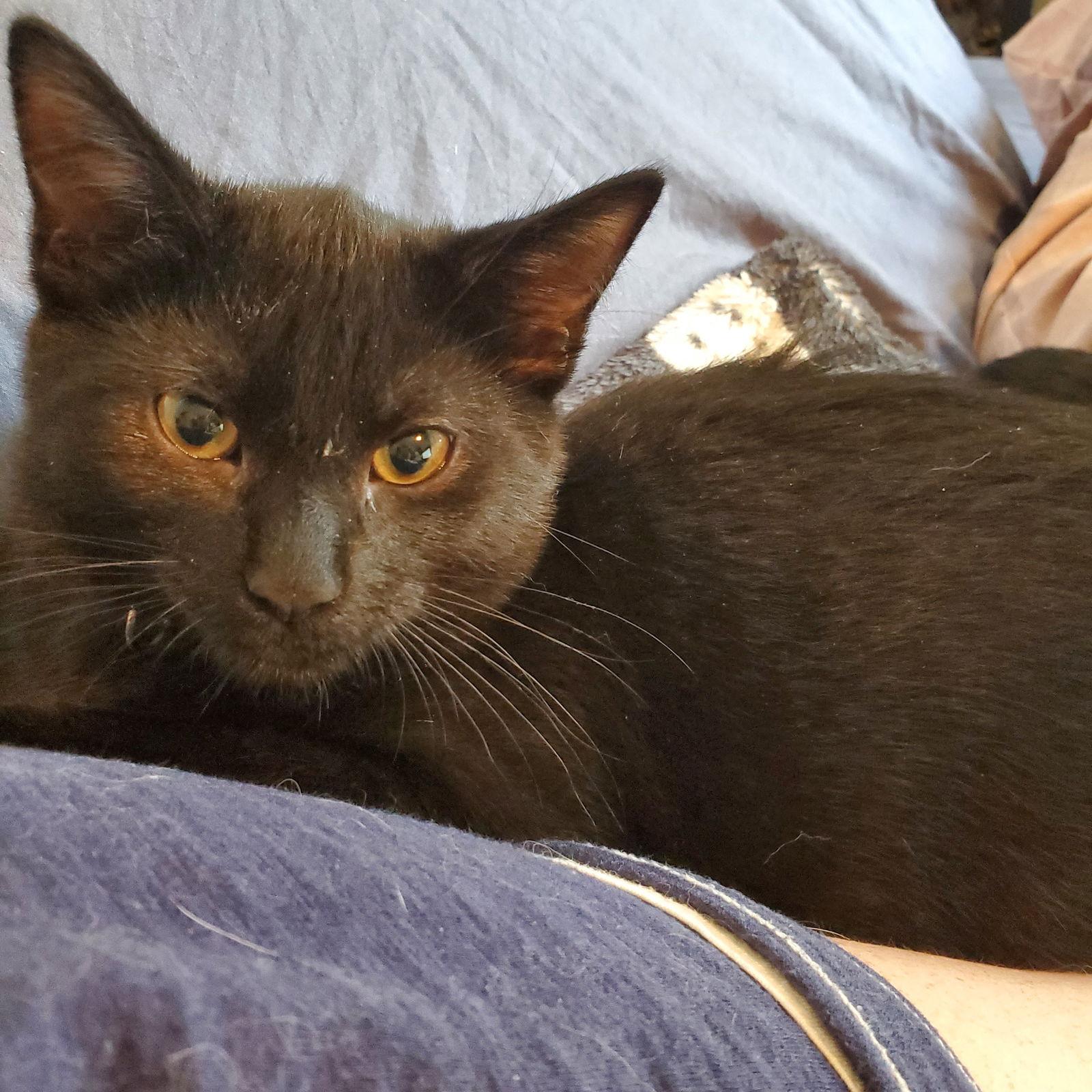 Ivar, Adoptable, Young Male Domestic Short Hair.