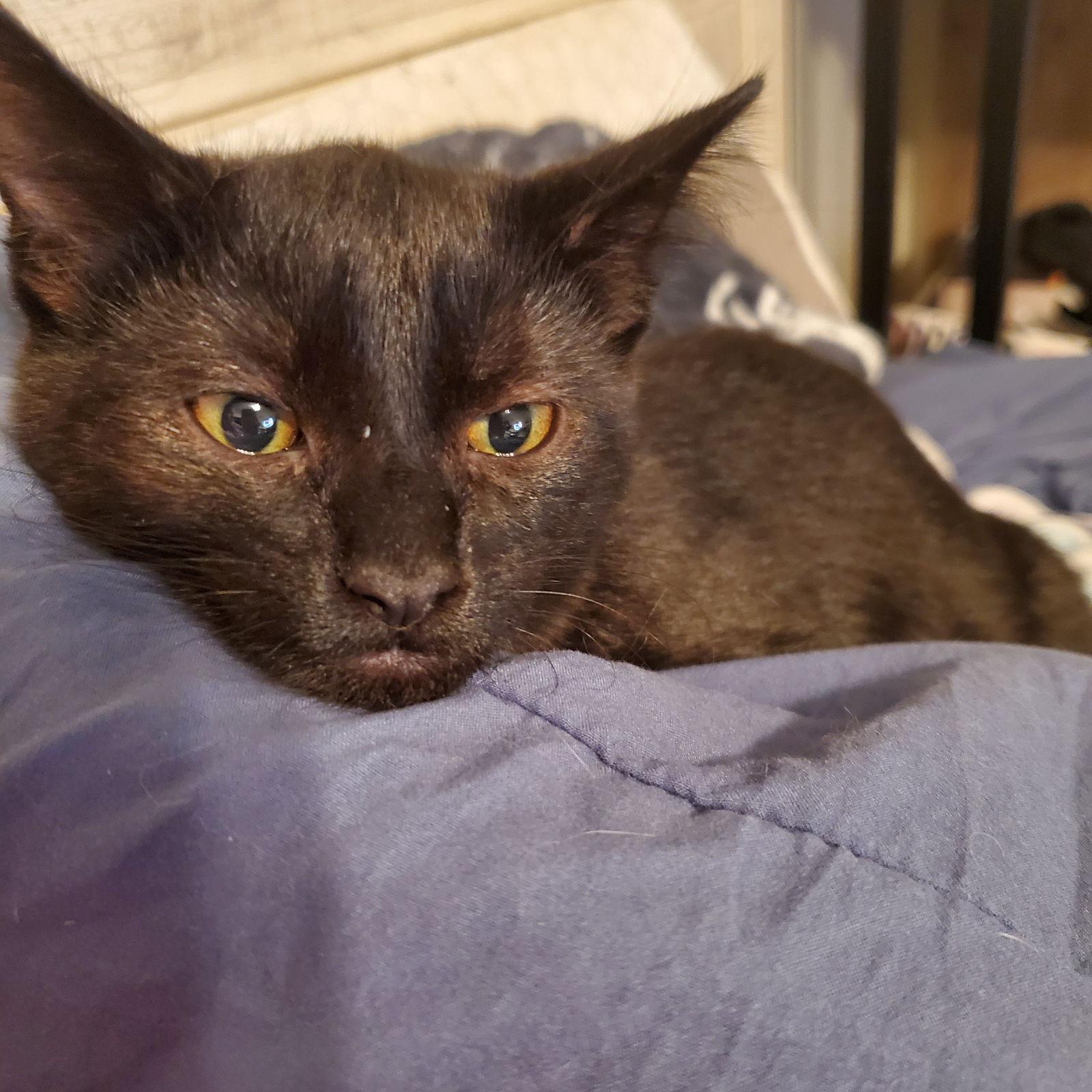 Enlarge Ivar, a Adoptable Domestic Short Hair in Wheaton, IL image 2/3