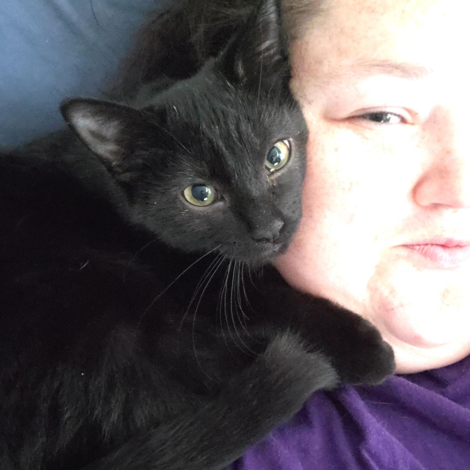 Enlarge Ivar, a Adoptable Domestic Short Hair in Wheaton, IL image 3/3