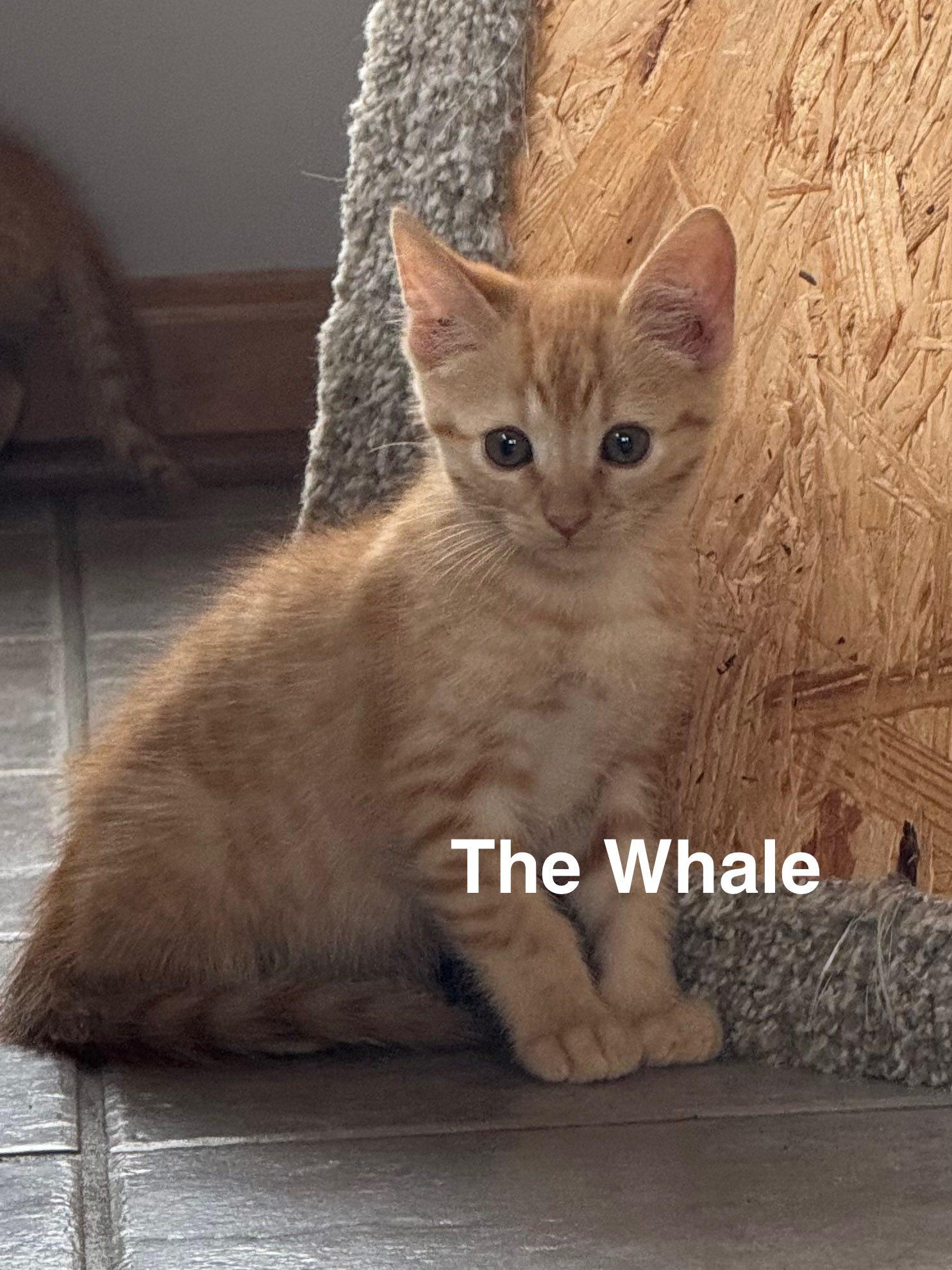 The Whale