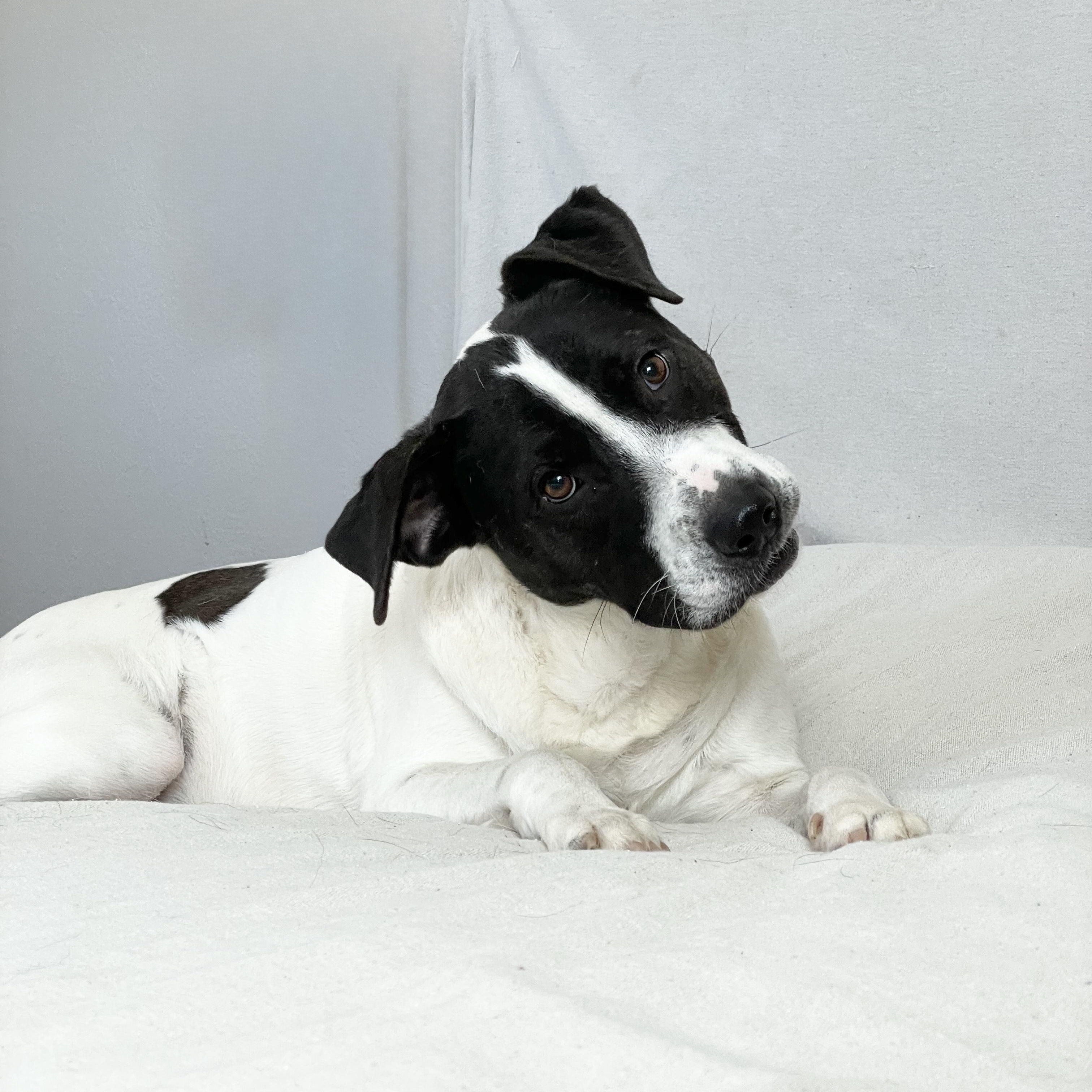 Enlarge Perfect Partner , a ADOPTABLE mixed breed in West Hartford , CT image 2/6