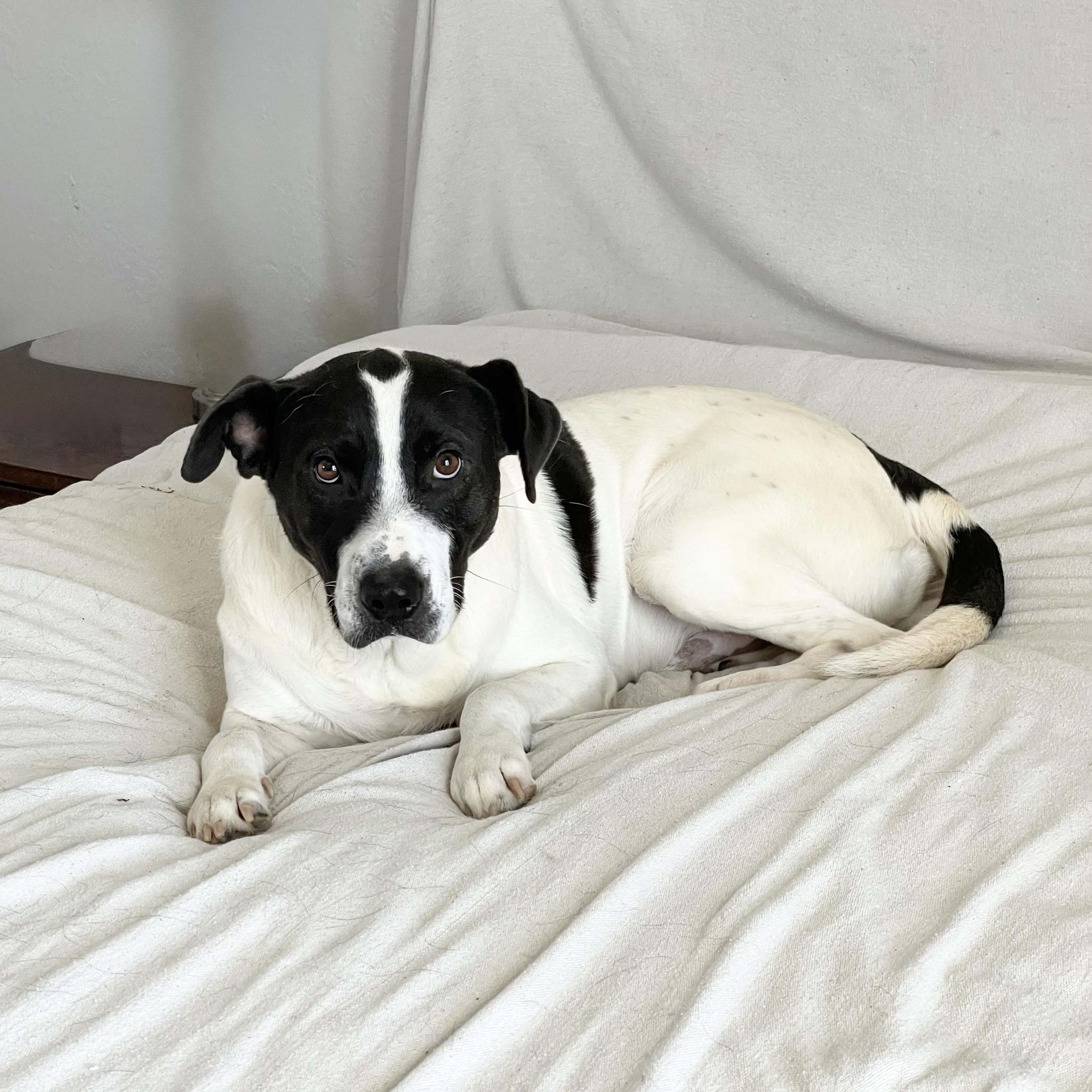 Enlarge Perfect Partner , a ADOPTABLE mixed breed in West Hartford , CT image 1/6