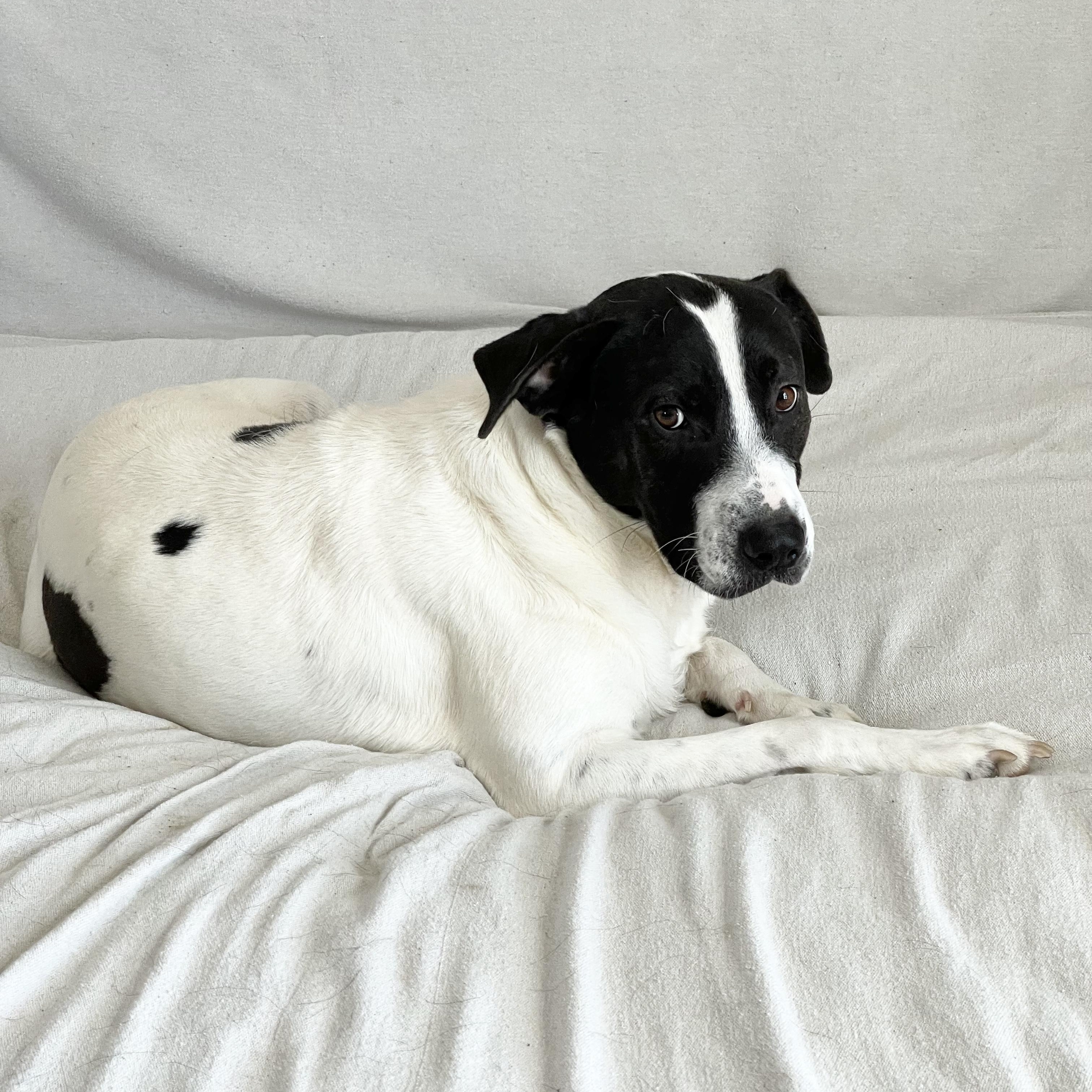 Enlarge Perfect Partner , a ADOPTABLE mixed breed in West Hartford , CT image 3/6