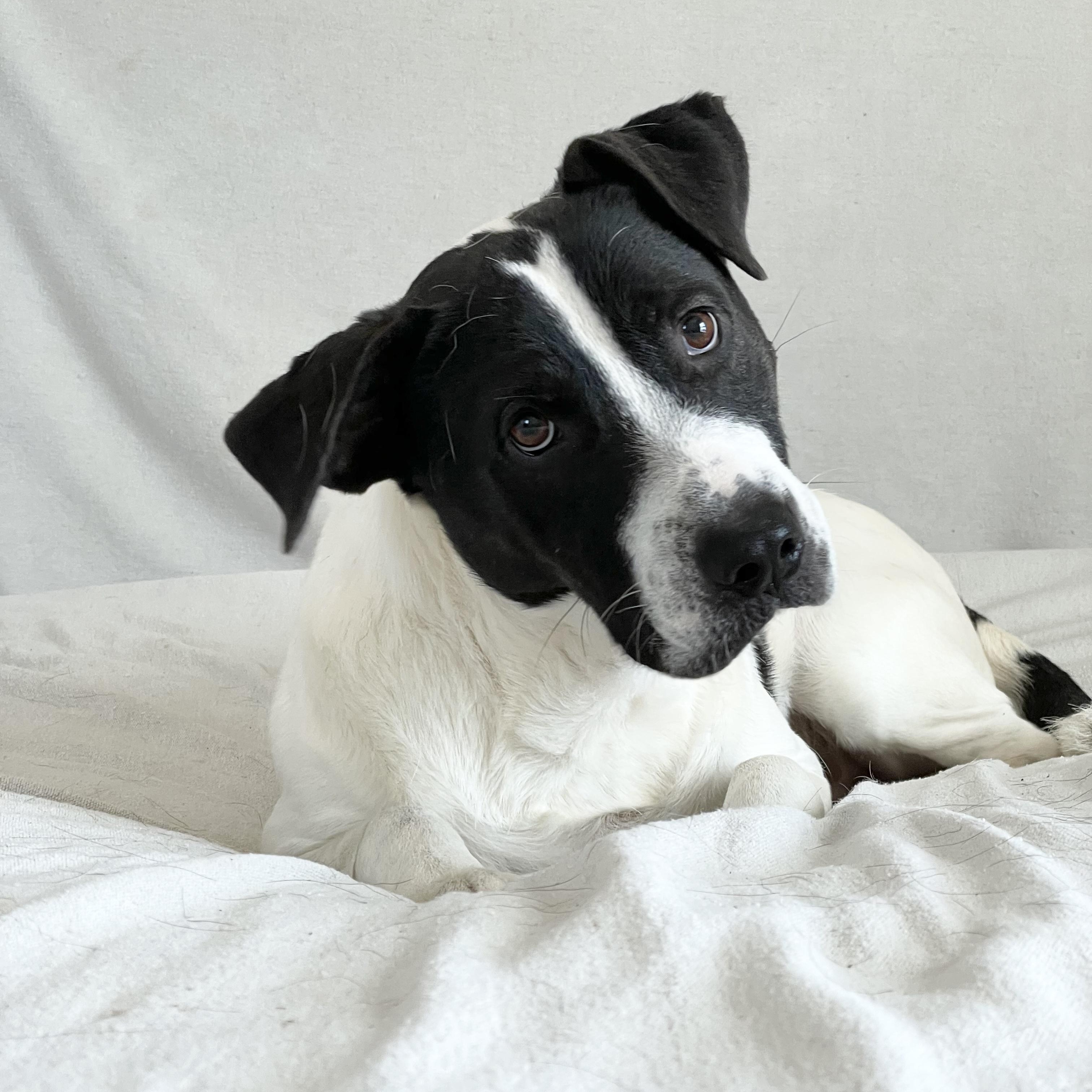 Enlarge Perfect Partner , a ADOPTABLE mixed breed in West Hartford , CT image 5/6