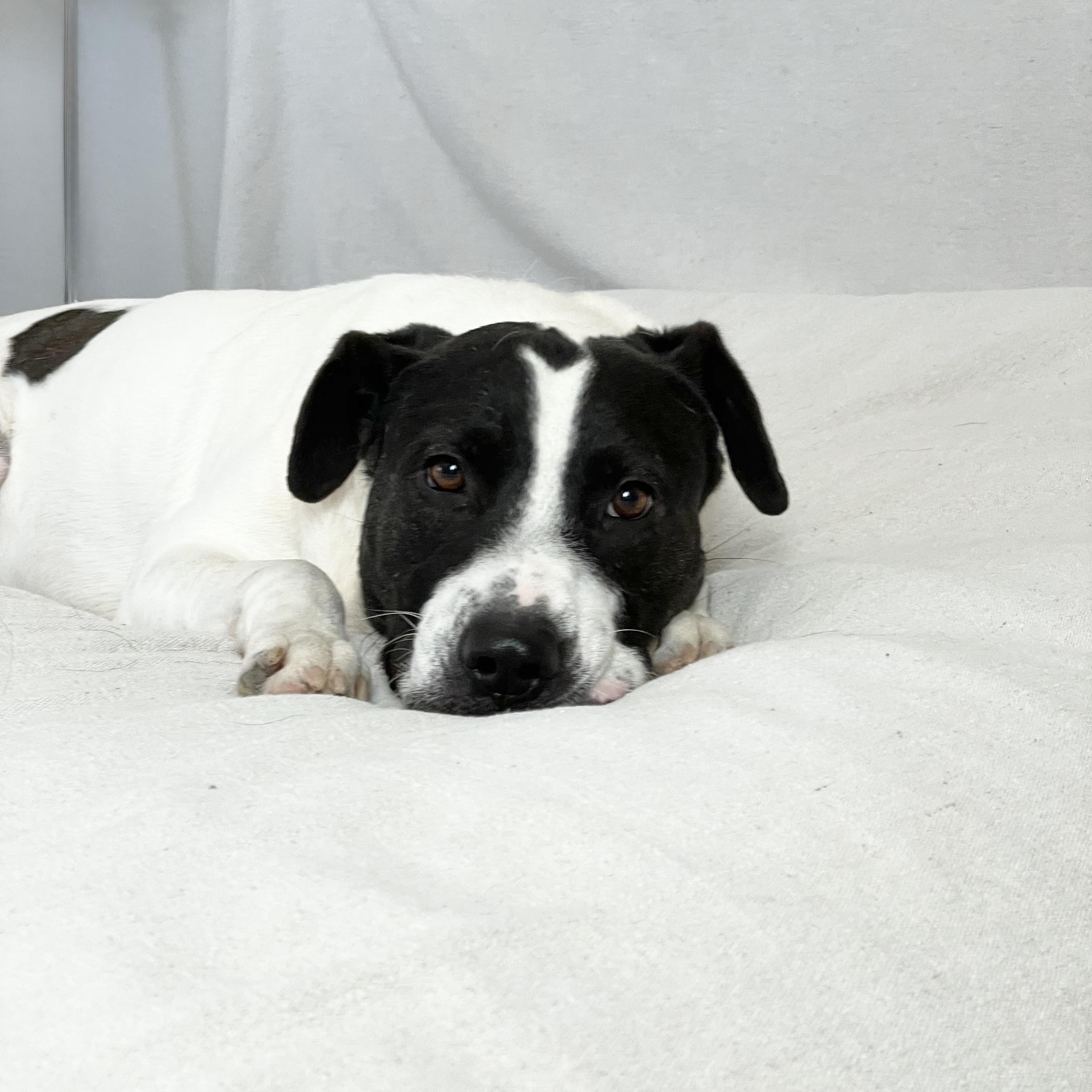 Enlarge Perfect Partner , a ADOPTABLE mixed breed in West Hartford , CT image 4/6