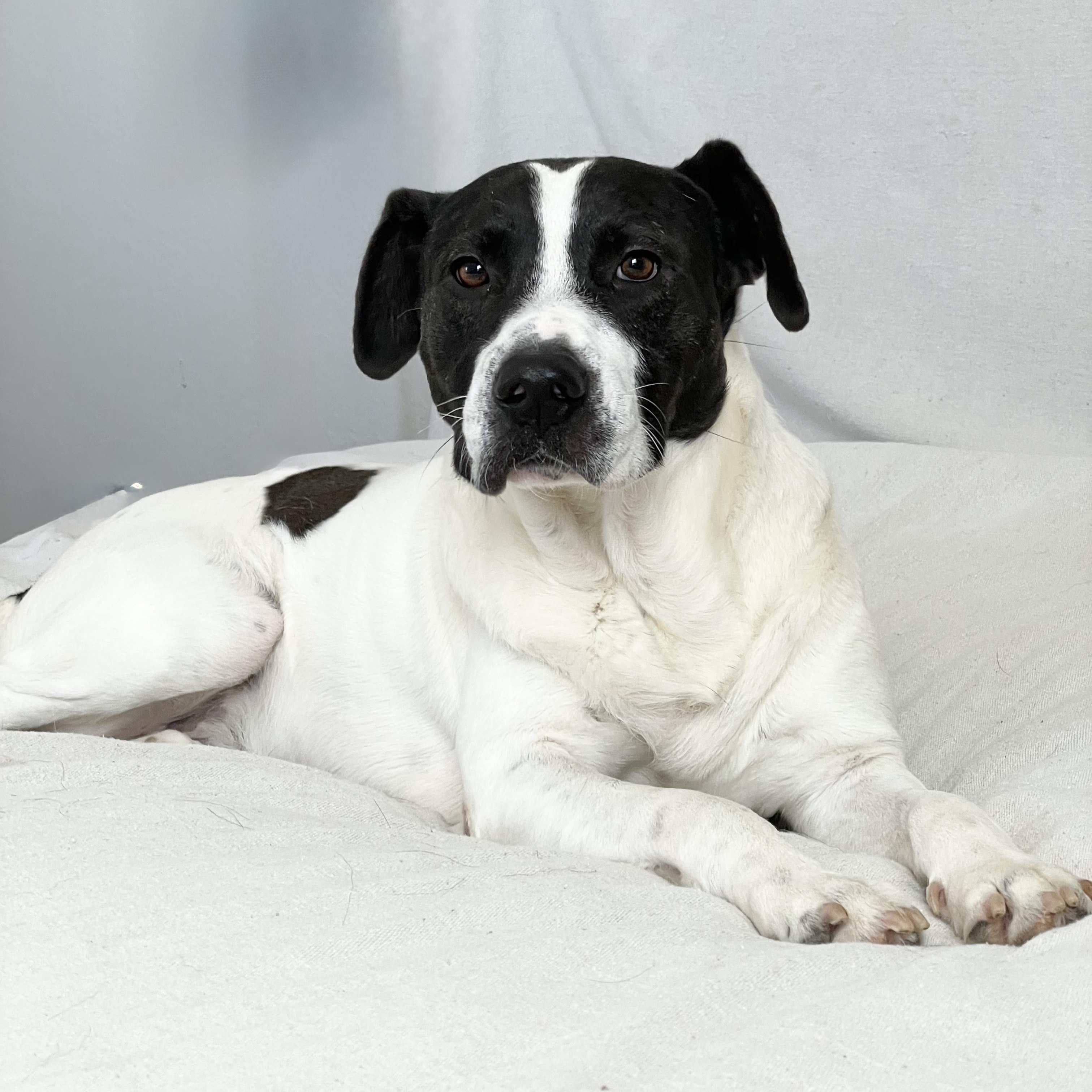 Enlarge Perfect Partner , a ADOPTABLE mixed breed in West Hartford , CT image 6/6