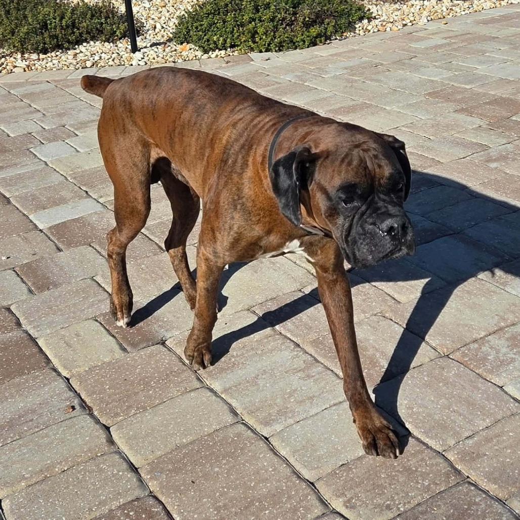 Jagger, ADOPTABLE, Adult Male Boxer.