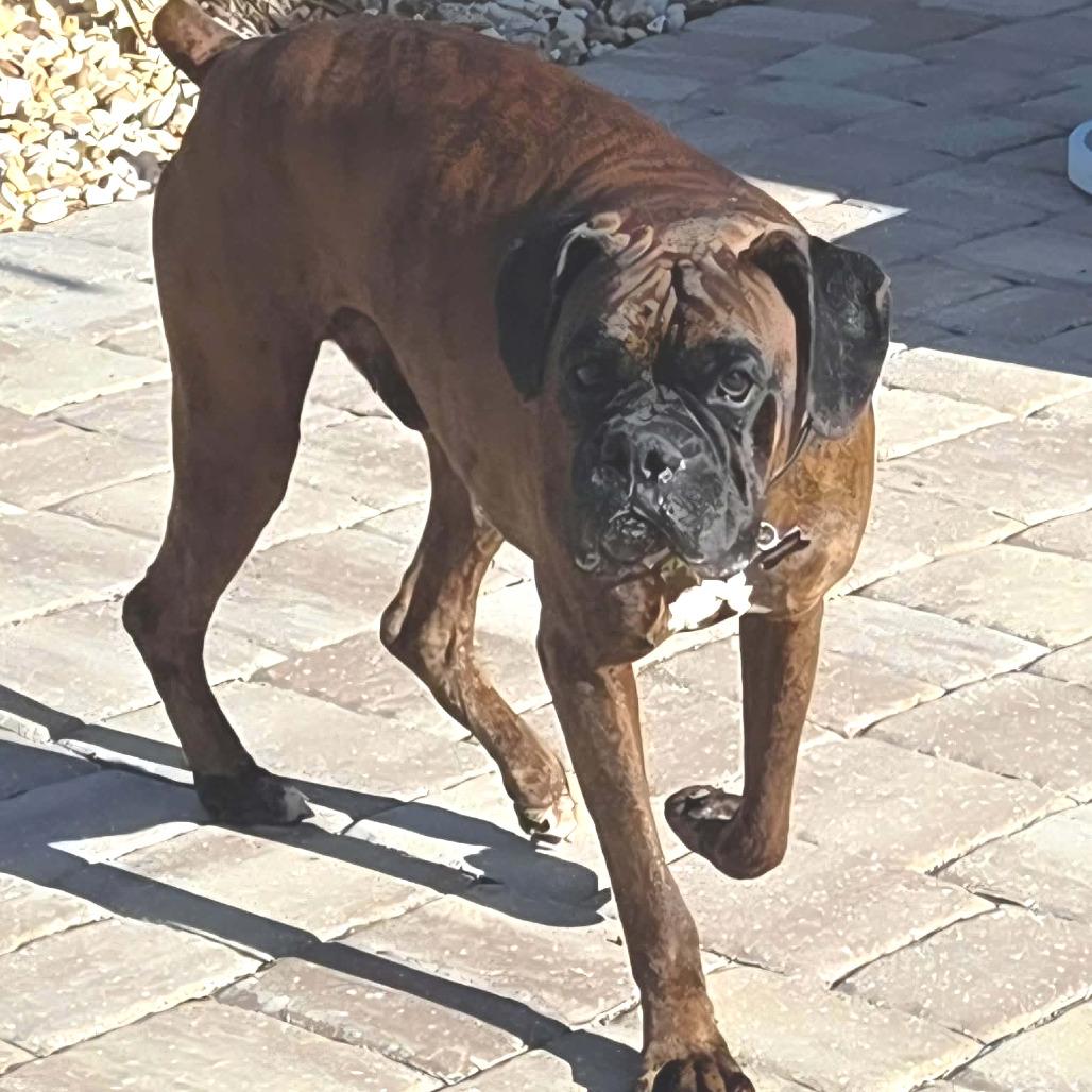 Enlarge Jagger, a ADOPTABLE Boxer in Tallahassee, FL image 3/6