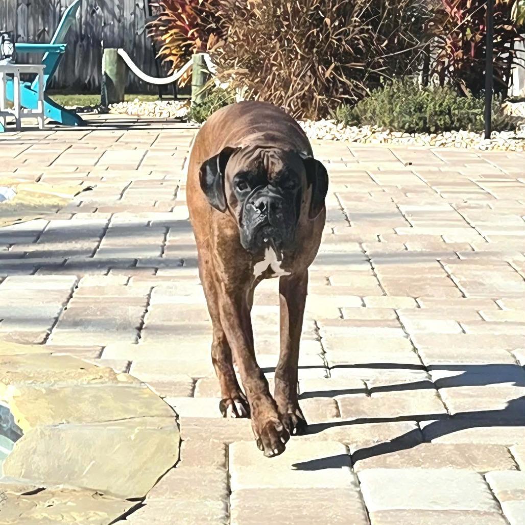 Enlarge Jagger, a ADOPTABLE Boxer in Tallahassee, FL image 5/6