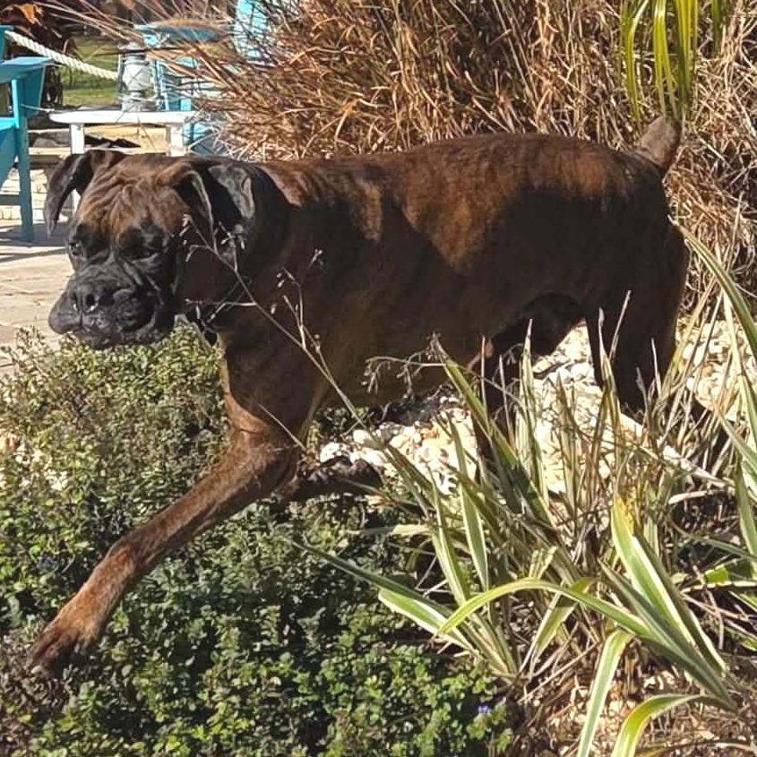Enlarge Jagger, a ADOPTABLE Boxer in Tallahassee, FL image 2/6