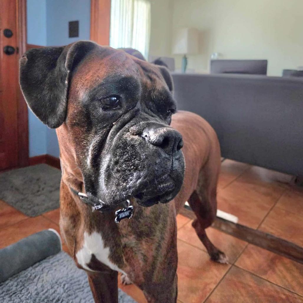 Enlarge Jagger, a ADOPTABLE Boxer in Tallahassee, FL image 4/6