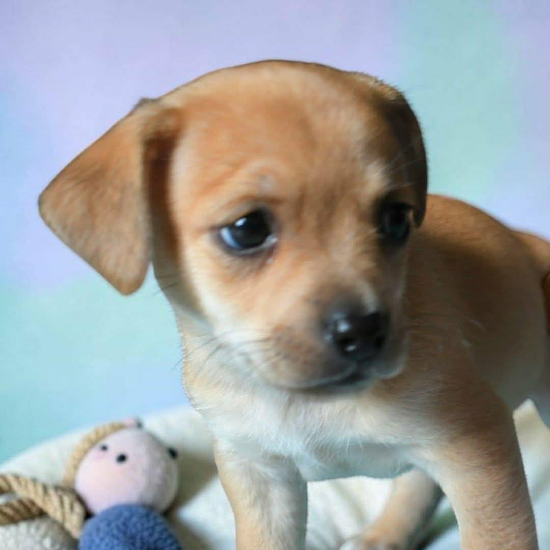 Enlarge T.T., a Adoptable mixed breed in Portland, OR image 2/2