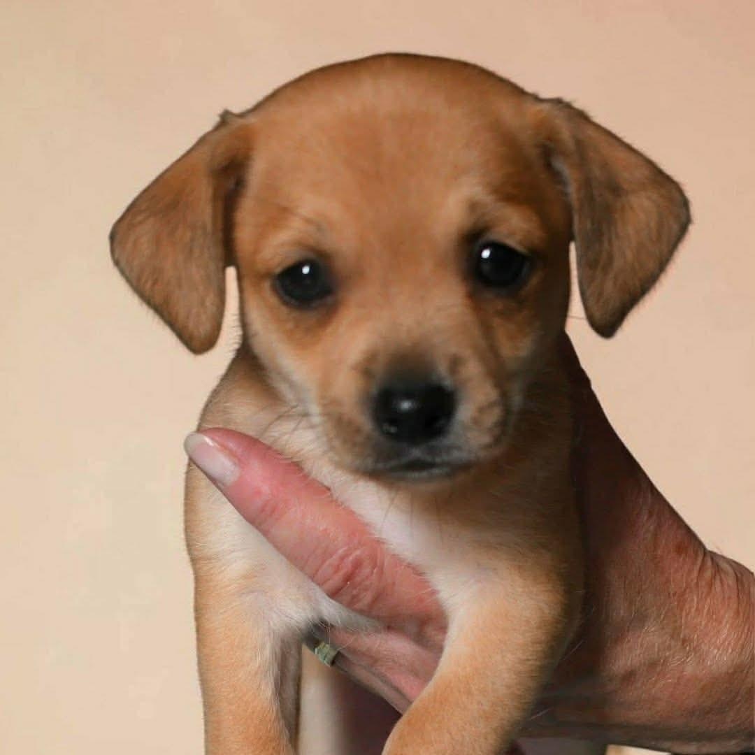 T.T., Adoptable, Young Female Chihuahua.