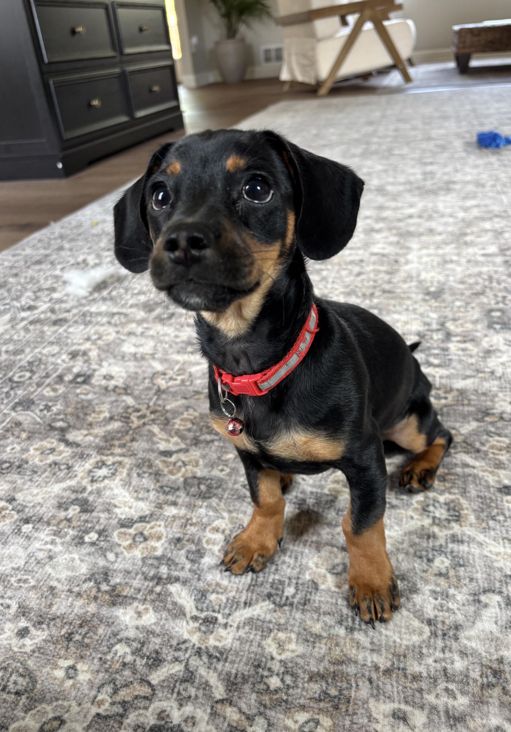 Enlarge Dax - OHIO ONLY, a Adopted Dachshund in Lebanon, OH image 1/5