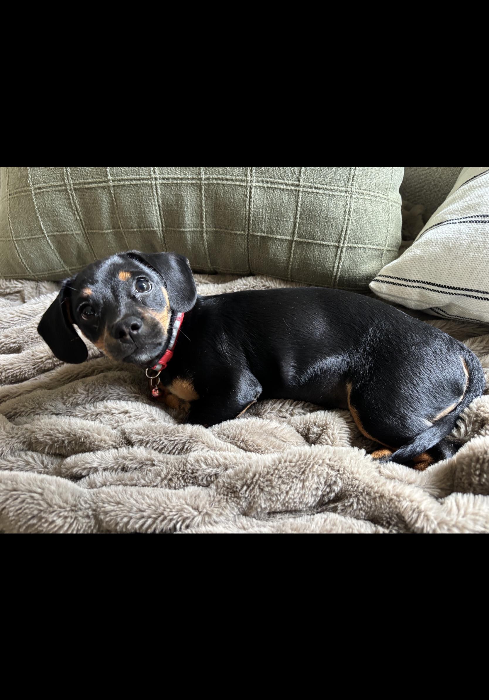 Enlarge Dax - OHIO ONLY, a Adopted Dachshund in Lebanon, OH image 5/5