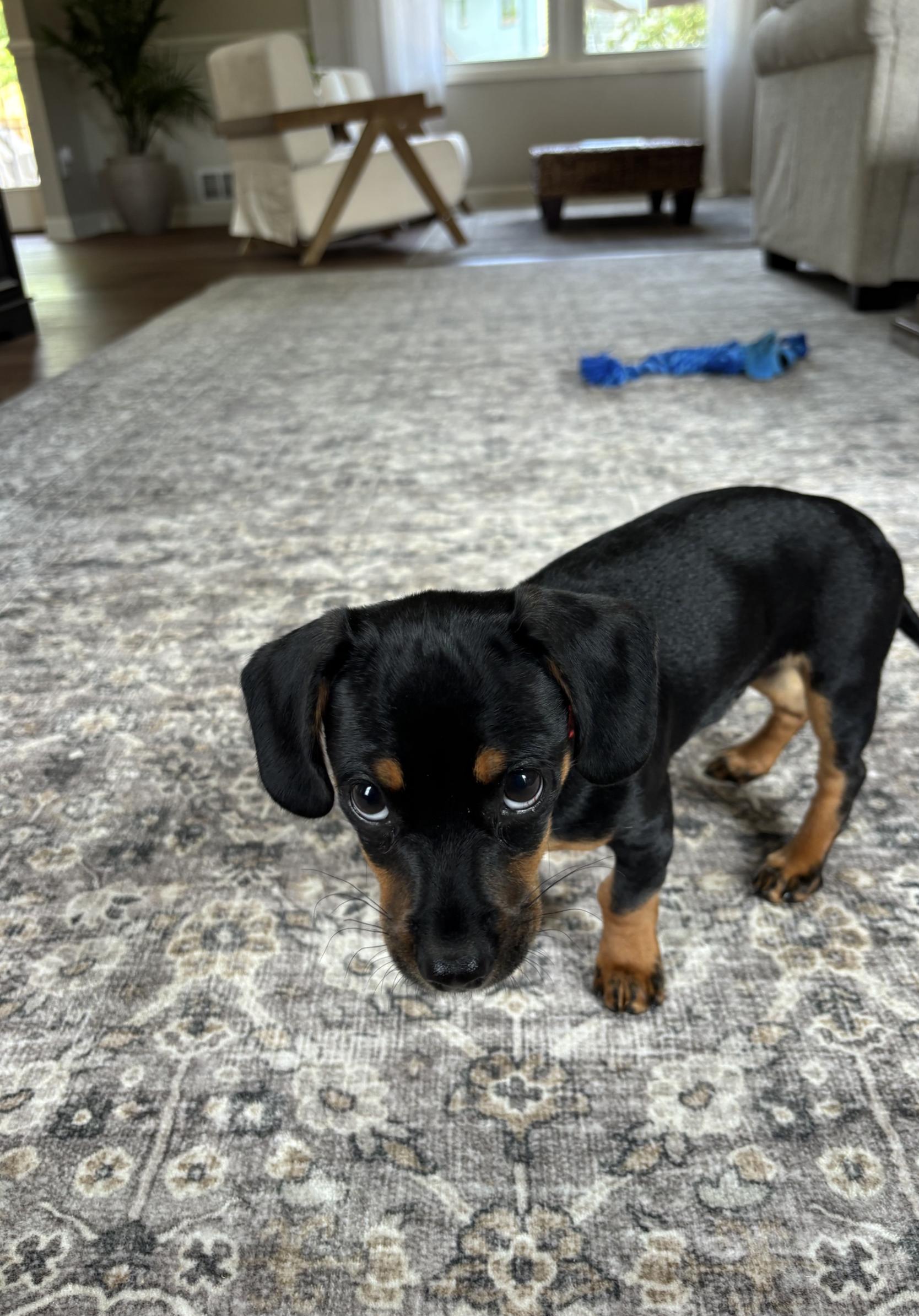 Enlarge Dax - OHIO ONLY, a Adopted Dachshund in Lebanon, OH image 4/5