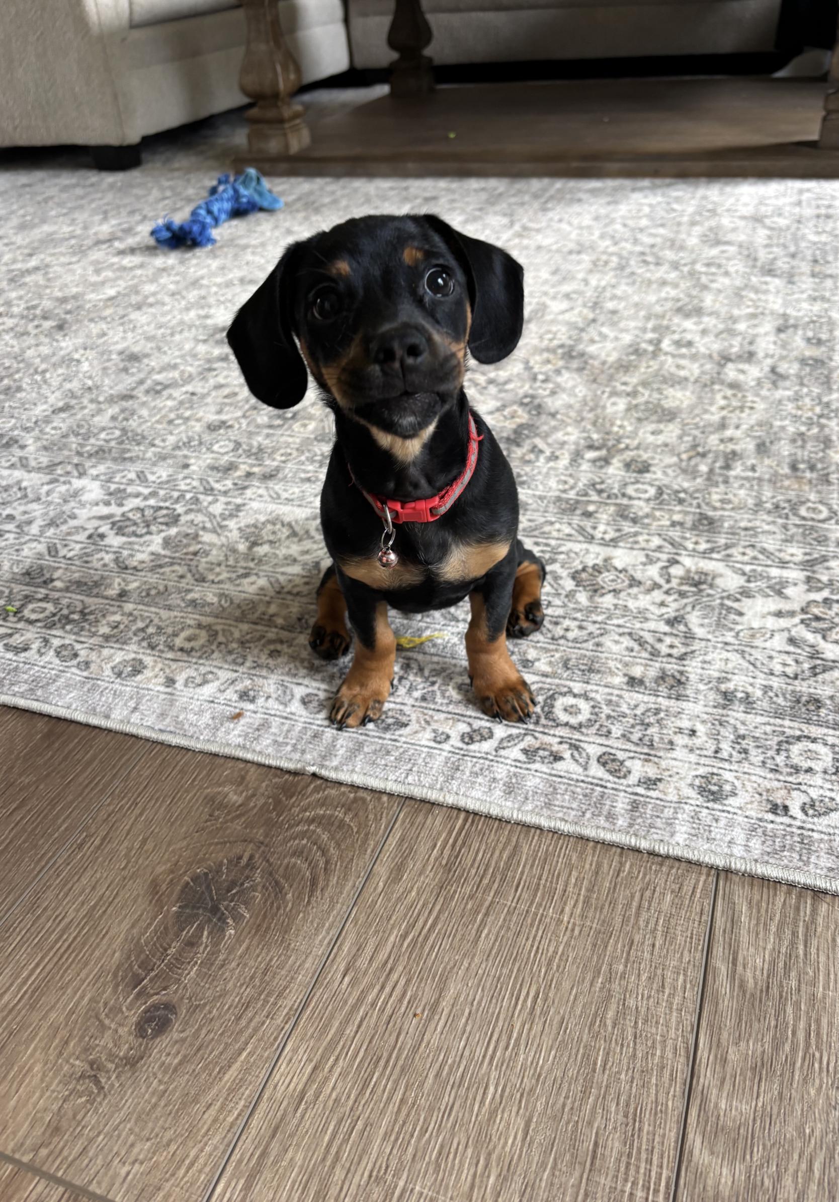 Enlarge Dax - OHIO ONLY, a Adopted Dachshund in Lebanon, OH image 2/5