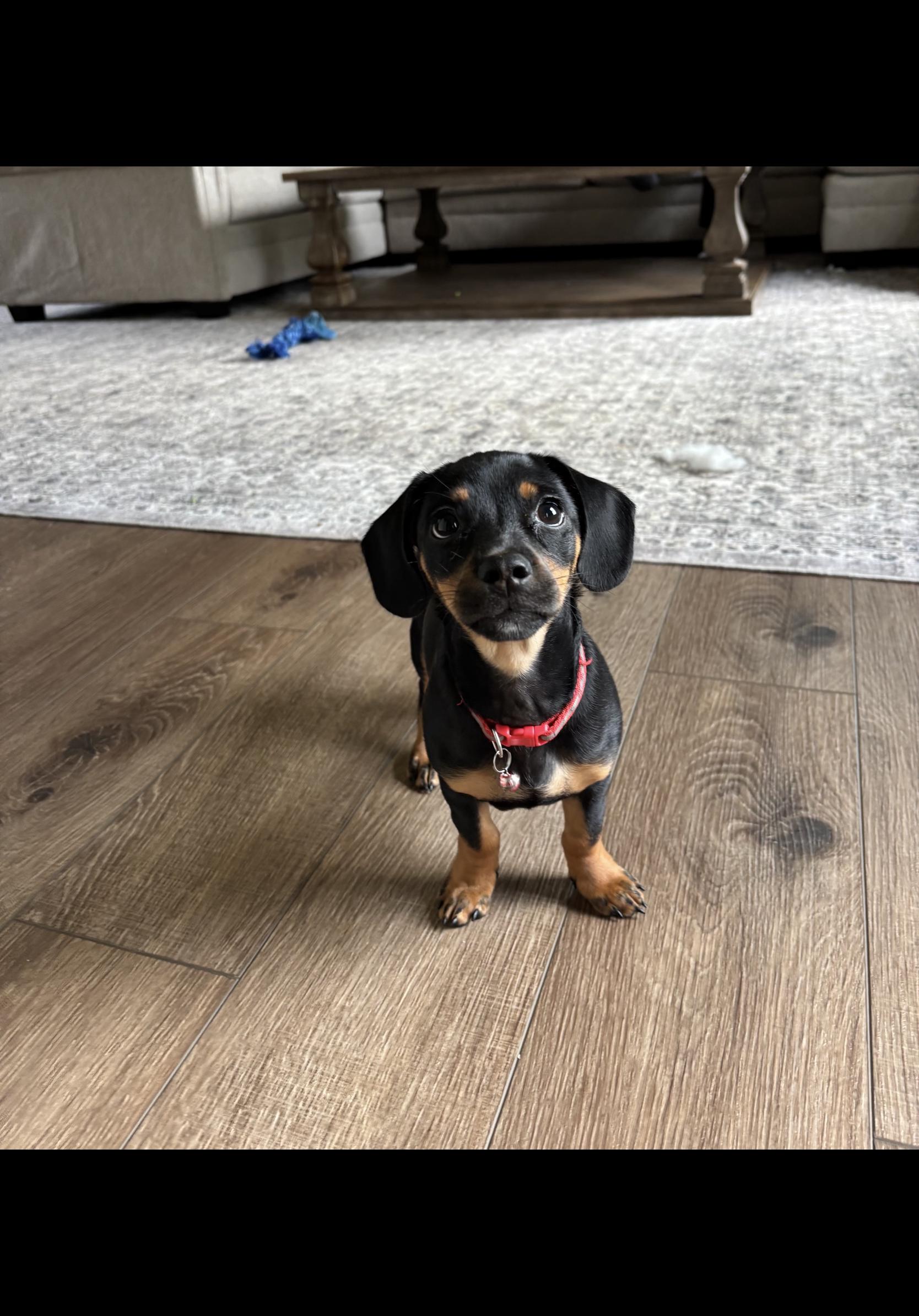 Enlarge Dax - OHIO ONLY, a Adopted Dachshund in Lebanon, OH image 3/5