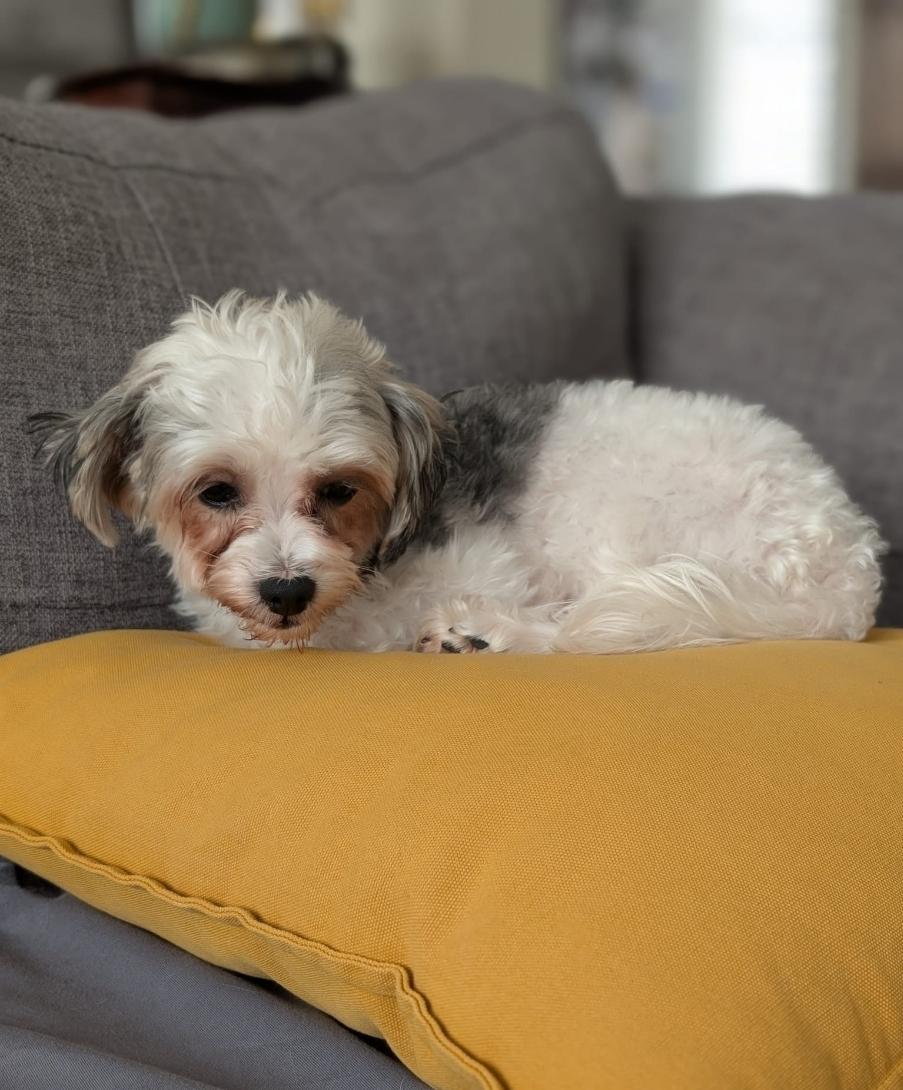 Pepper, an adopted Yorkshire Terrier in Toronto, ON image 5/6