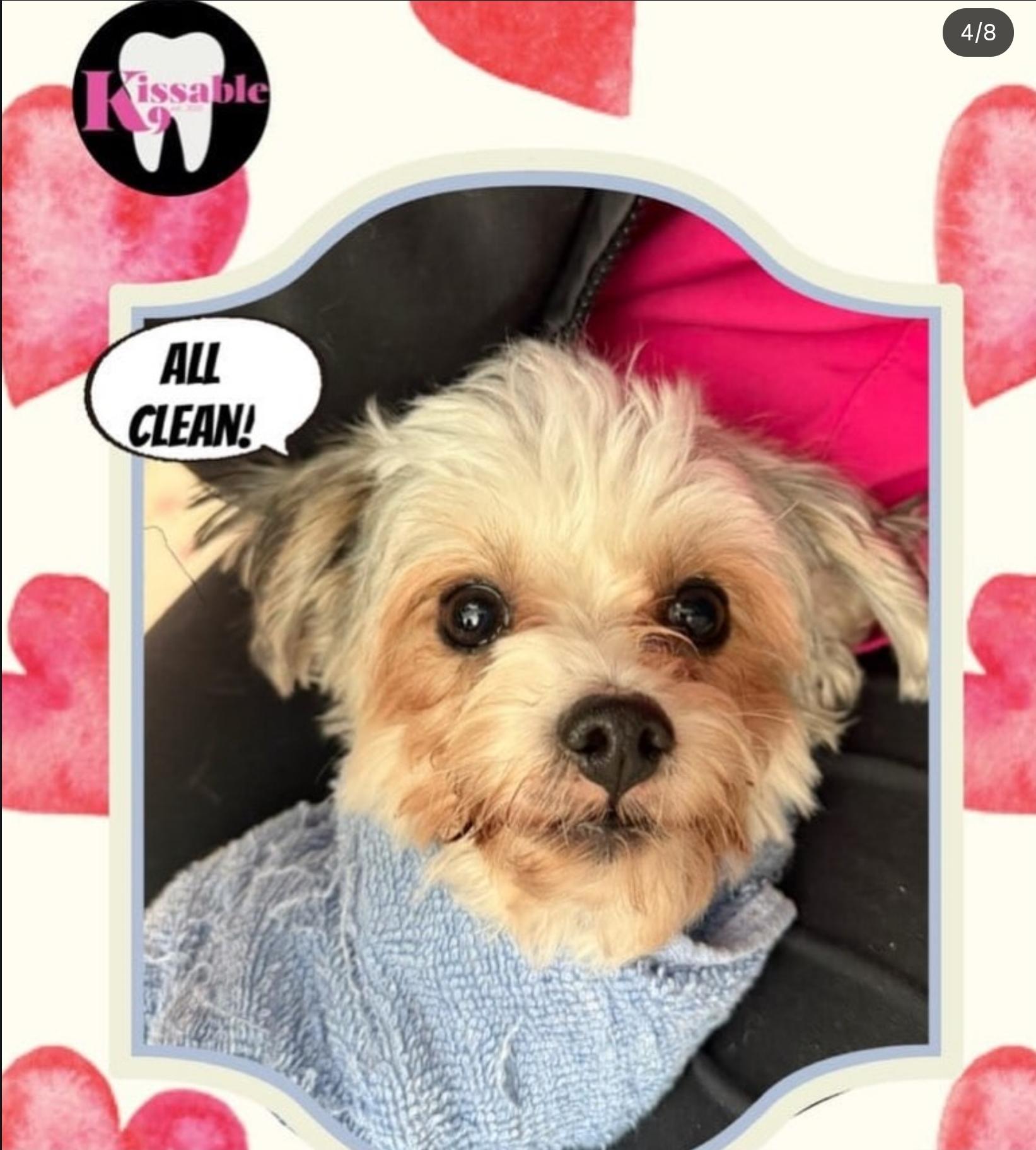 Pepper, an adopted Yorkshire Terrier in Toronto, ON image 2/6