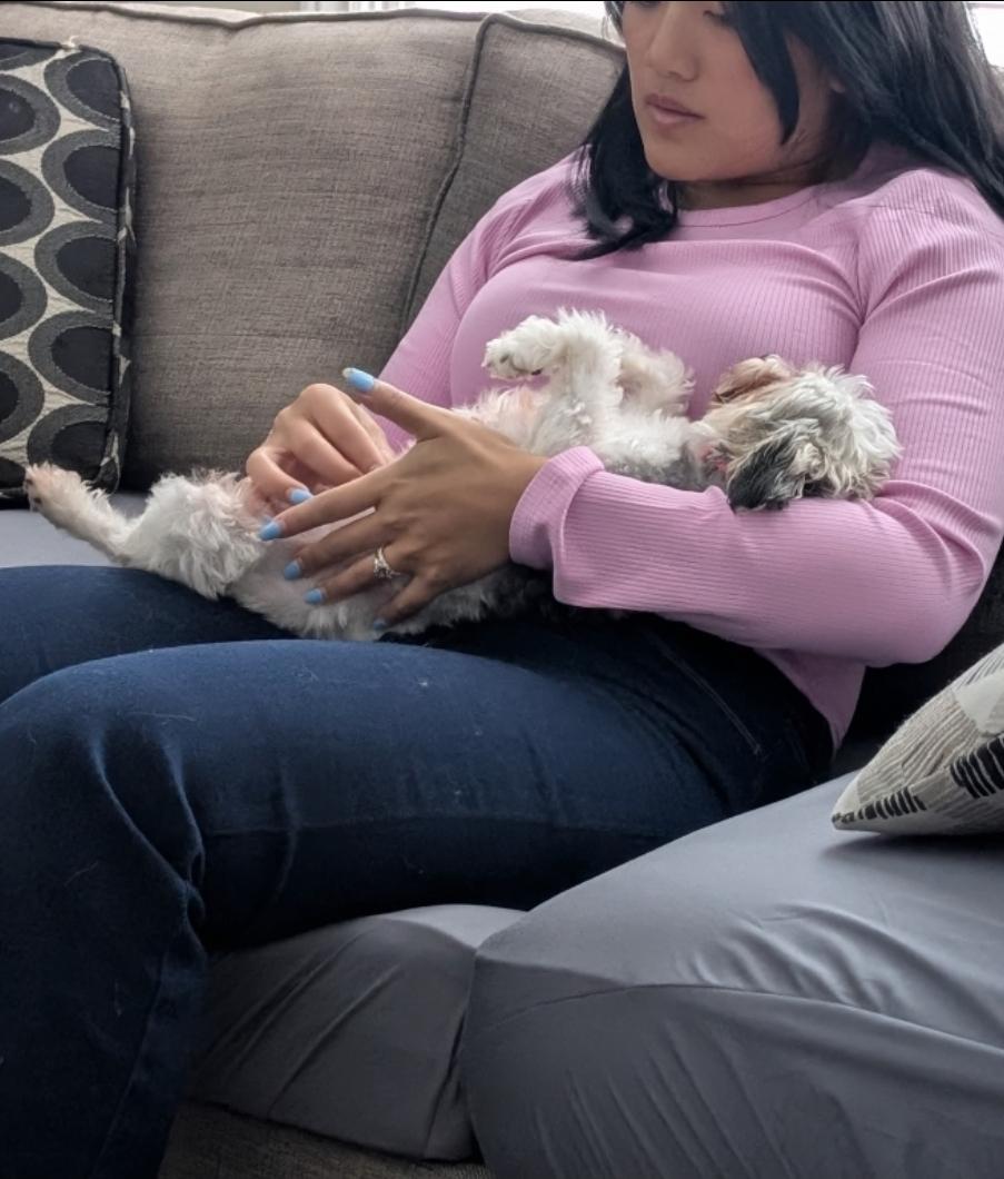 Pepper, an adopted Yorkshire Terrier in Toronto, ON image 6/6