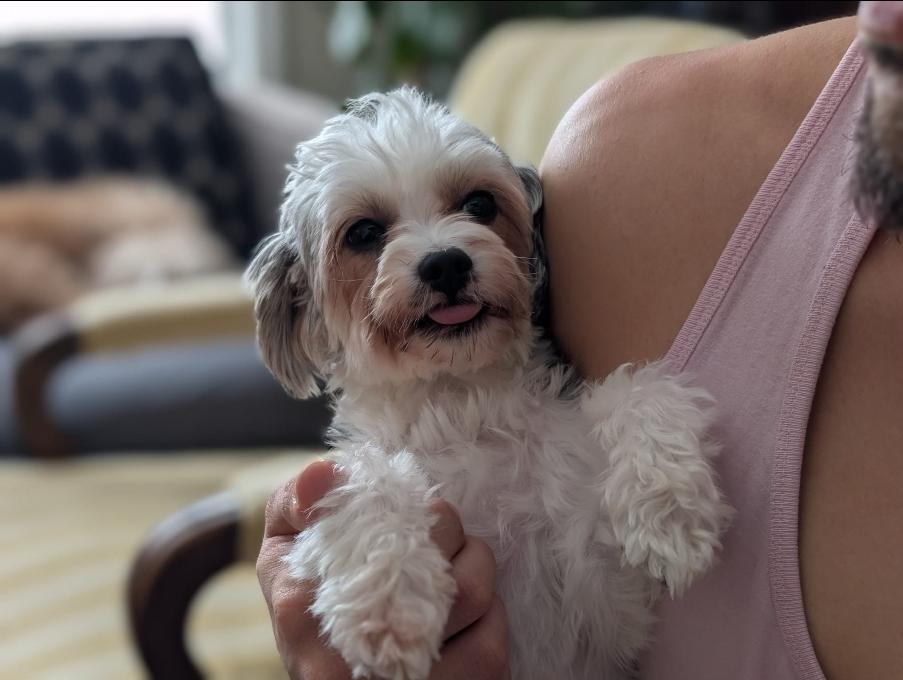 Pepper, an adopted Yorkshire Terrier in Toronto, ON image 3/6