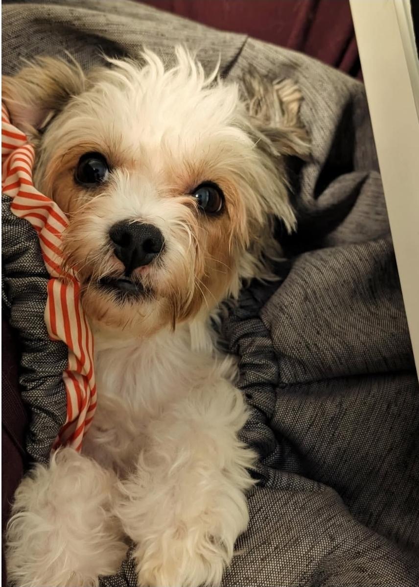 Pepper, an adopted Yorkshire Terrier in Toronto, ON image 1/6