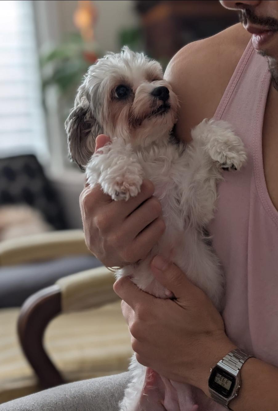 Pepper, an adopted Yorkshire Terrier in Toronto, ON image 4/6